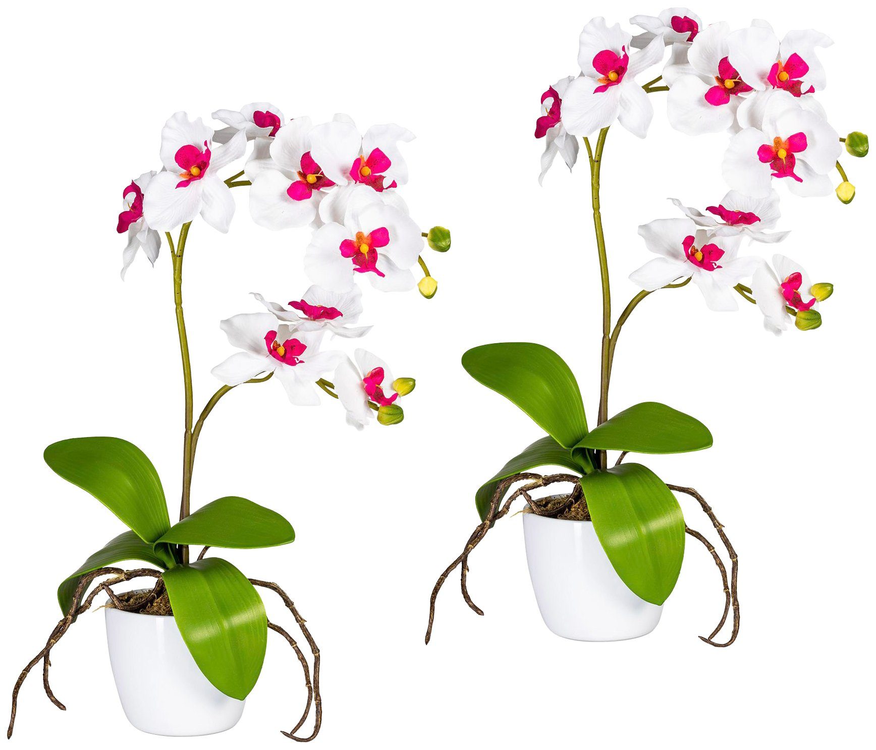 Creativ green Kunstpflanze »Orchidee Phalaenopsis« von Creativ green