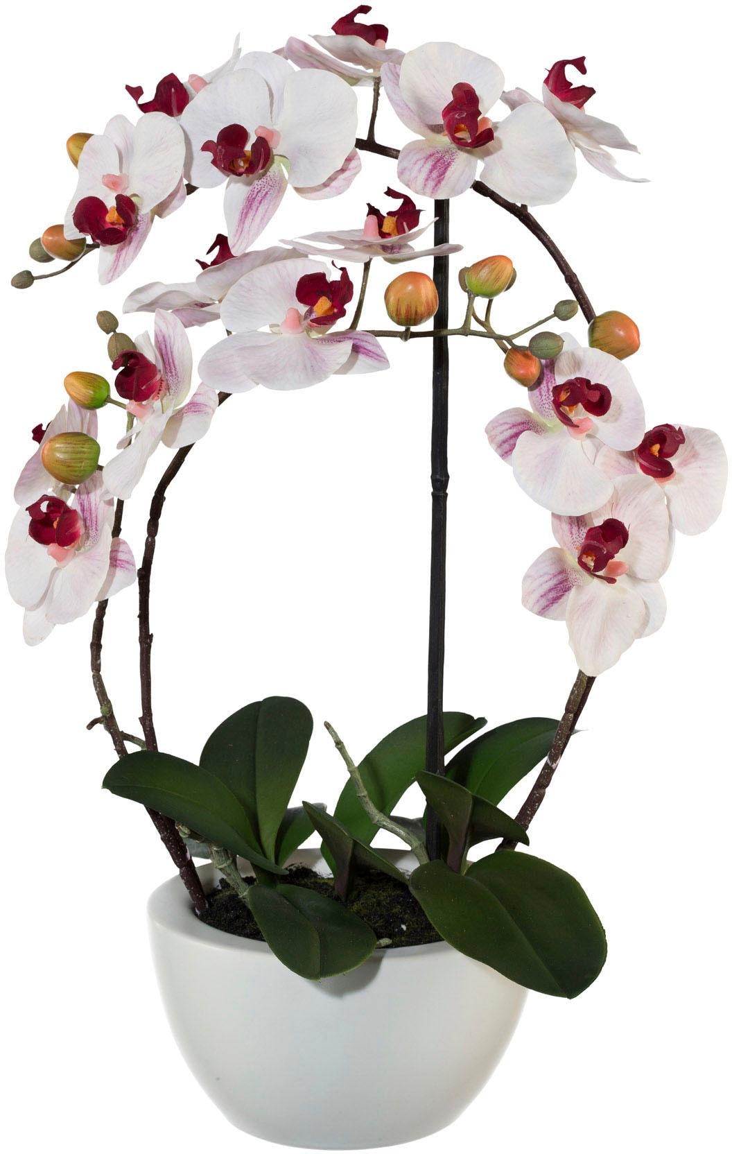 Creativ green Kunstpflanze »Phalaenopsis« von Creativ green