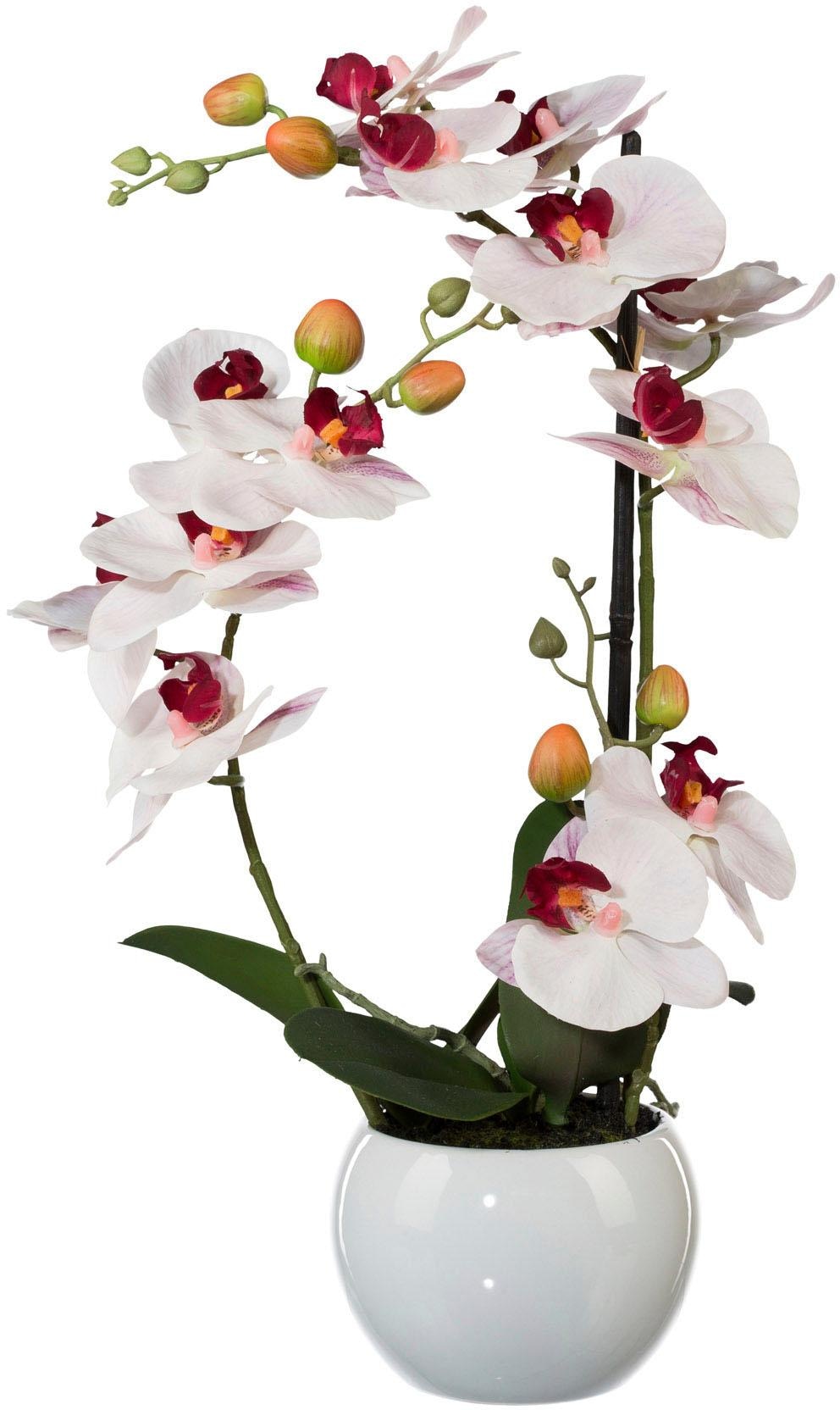 Creativ green Kunstpflanze »Phalaenopsis« von Creativ green