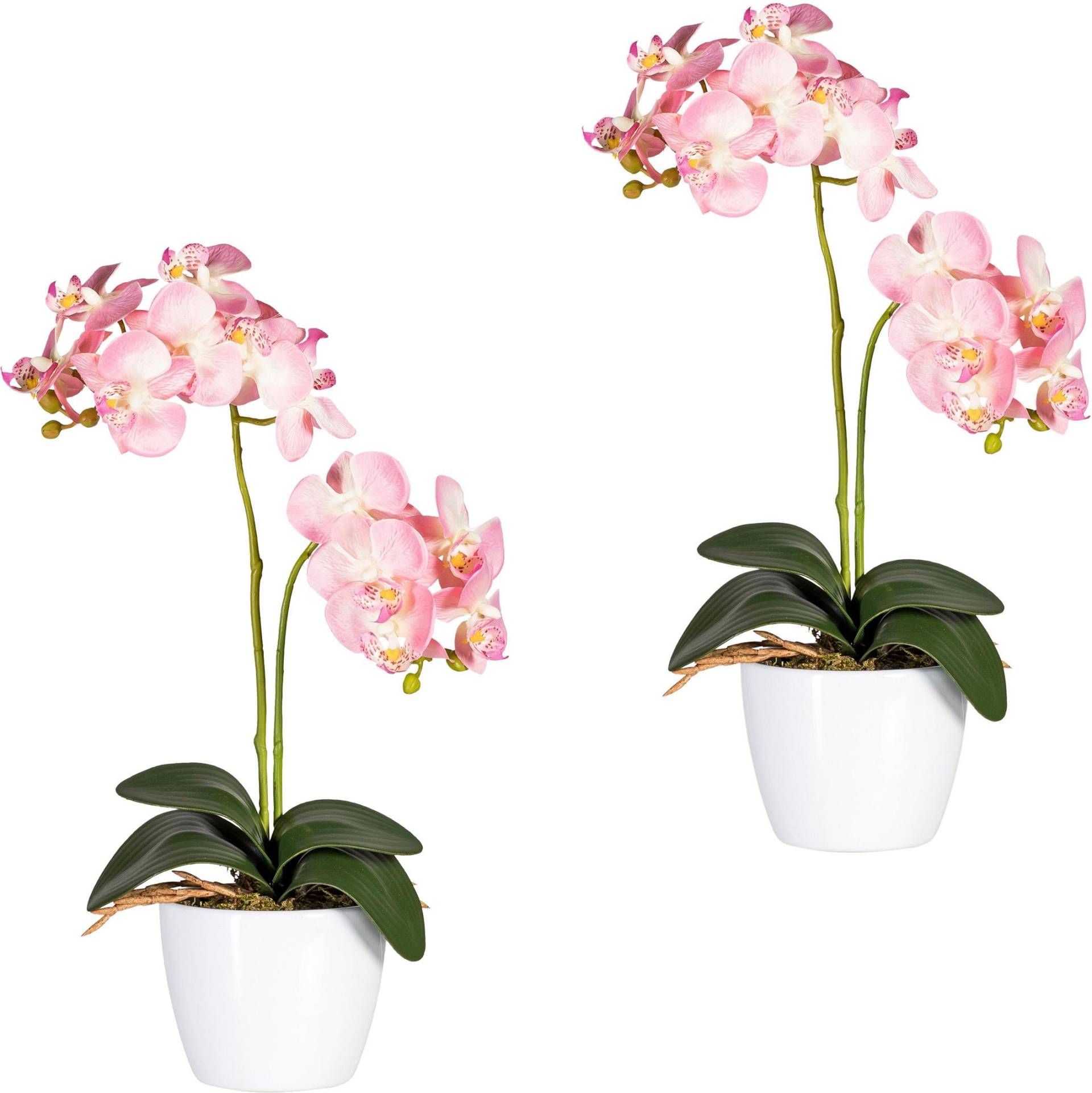 Creativ green Kunstpflanze »Phalaenopsis« von Creativ green