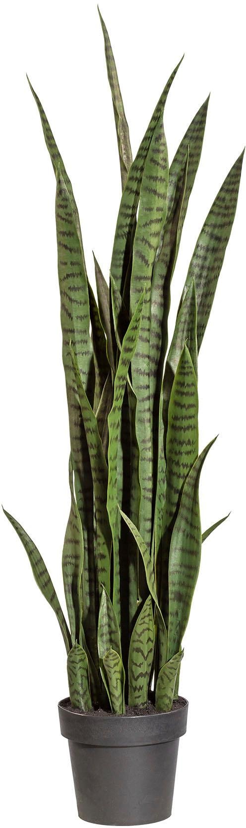 Creativ green Kunstpflanze »Sanseveria« von Creativ green