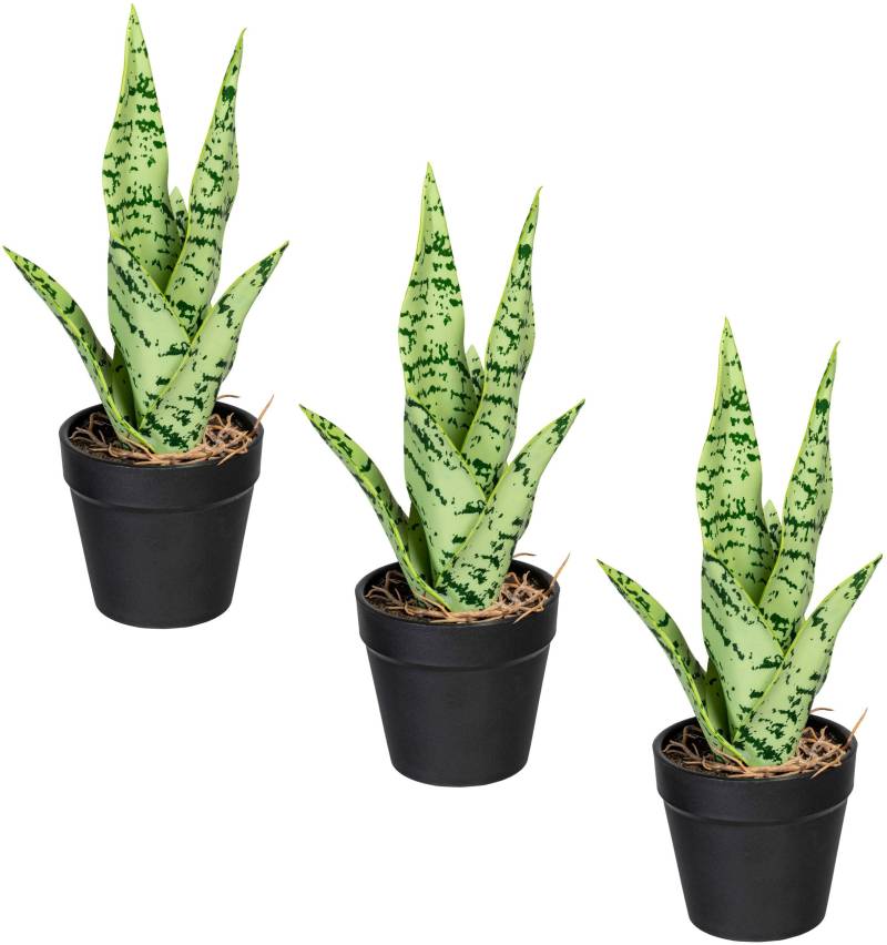 Creativ green Kunstpflanze »Sanseveria«, im 3er Set von Creativ green