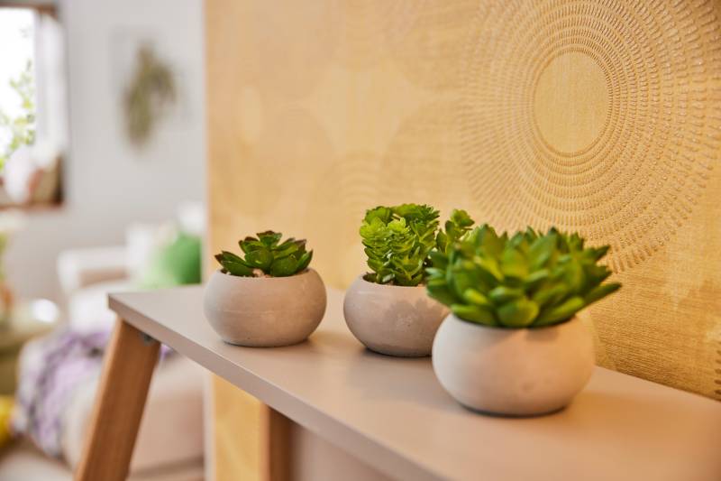 Creativ green Kunstpflanze »Sukkulenten« von Creativ green