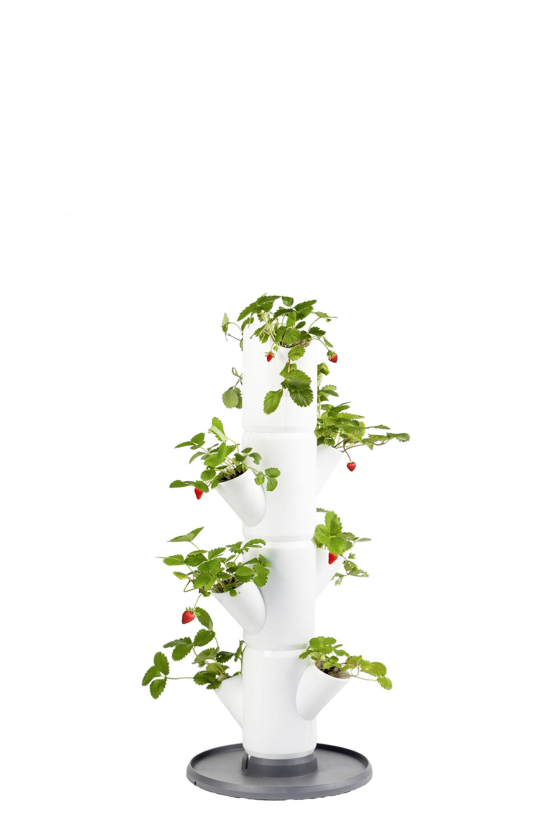 Gusta Garden Pflanzkübel »Sissi Strawberry, Starter mit 4 Etagen«, (4 St.) von Gusta Garden