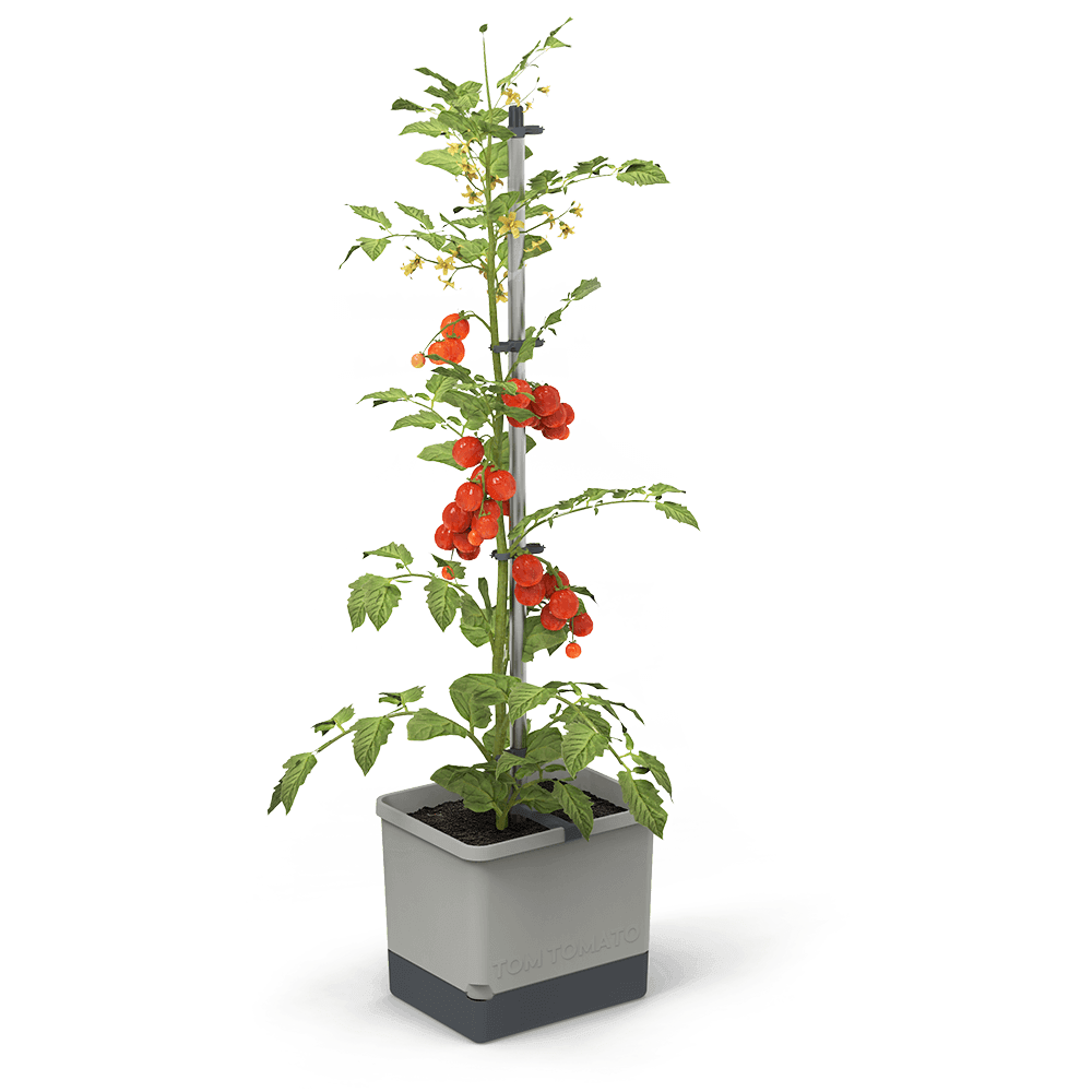 Gusta Garden Pflanzkübel »Tom Tomato« von Gusta Garden