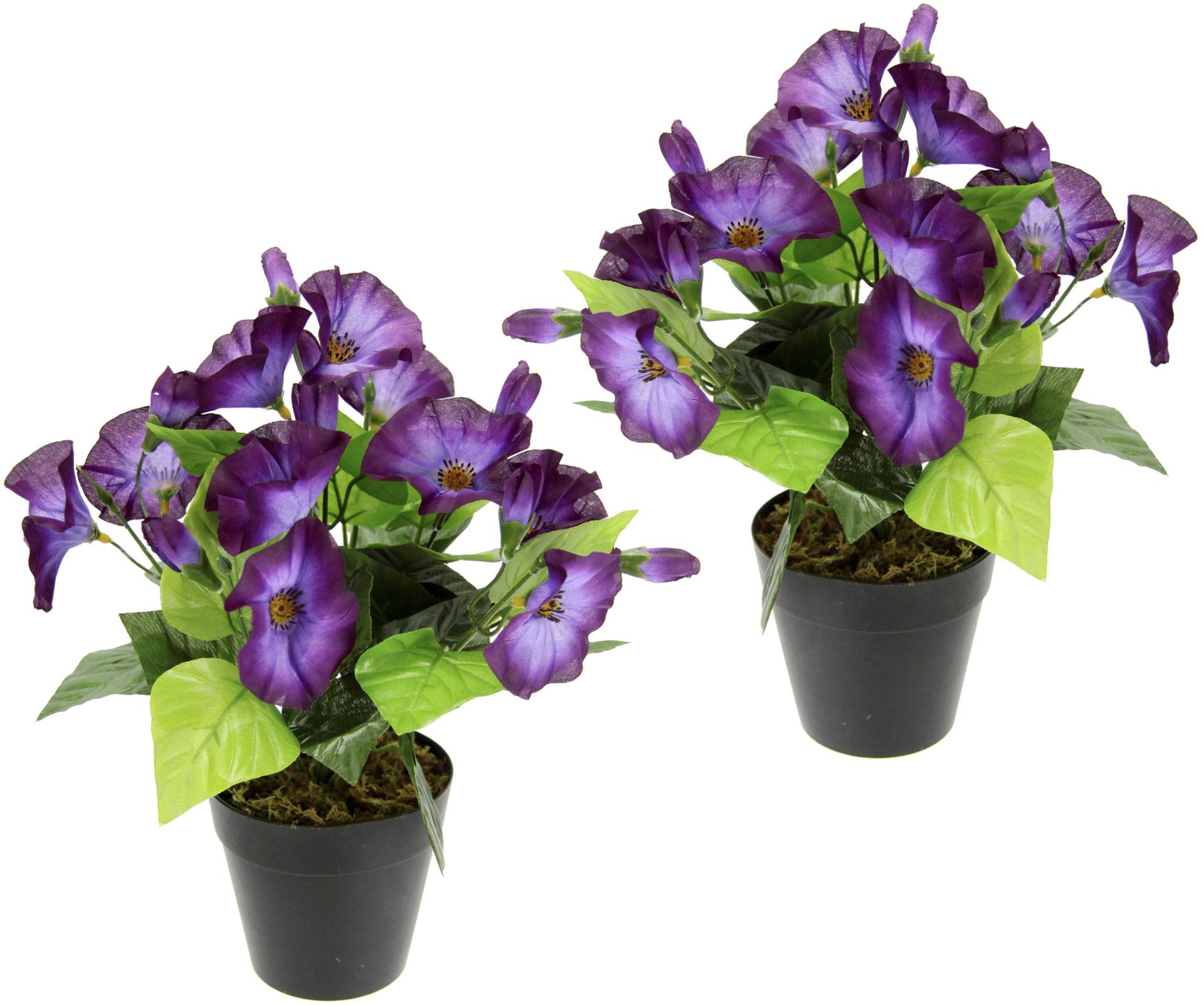 I.GE.A. Kunstblume »Petunien«, Im Topf, 2er Set Petunien Zierpflanze Glockenblume klein Blumen Deko I.GE.A. Kunstblume »Petunien«, Im Topf, 2er Set Petunien Zierpflanze Glockenblume klein Blumen Deko von I.GE.A.