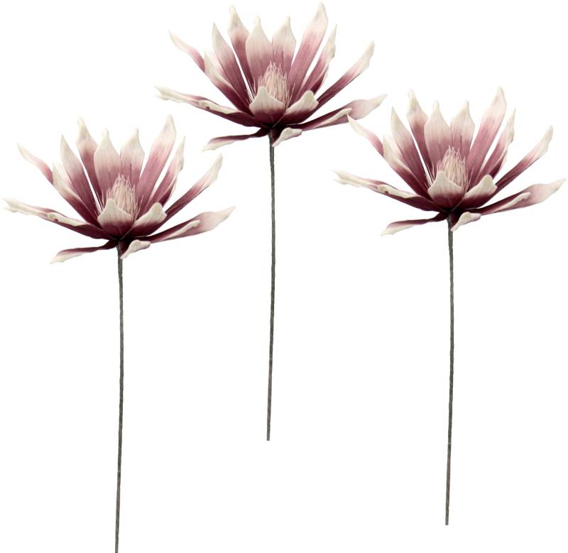 I.GE.A. Kunstblume »Soft-Protea«, 3er Set von I.GE.A.