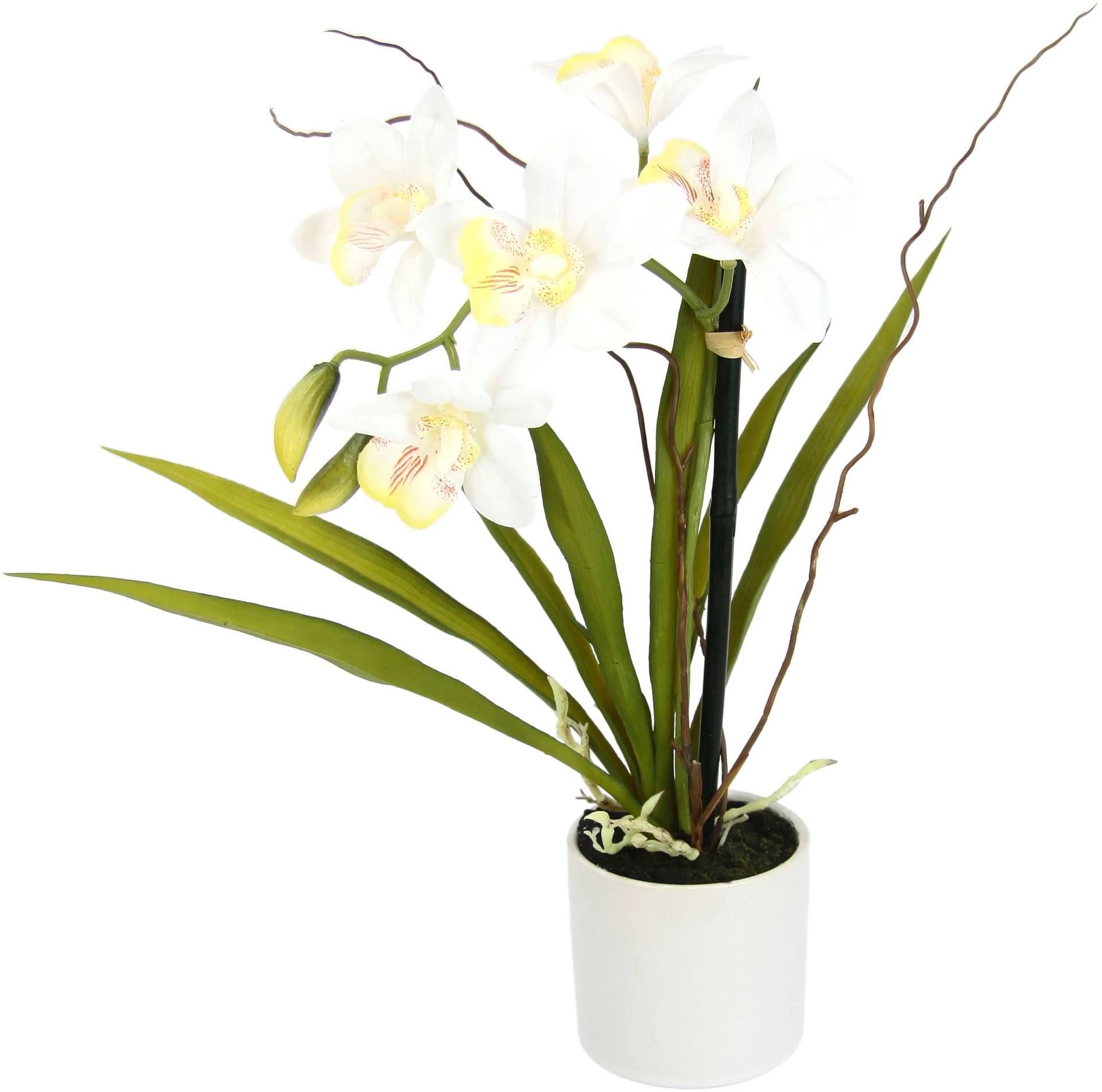 I.GE.A. Kunstorchidee »Orchidee« von I.GE.A.