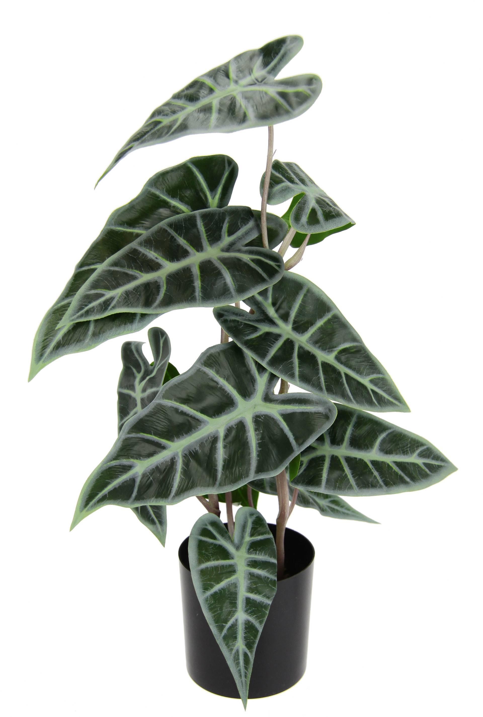 I.GE.A. Kunstpflanze »Calathea« von I.GE.A.