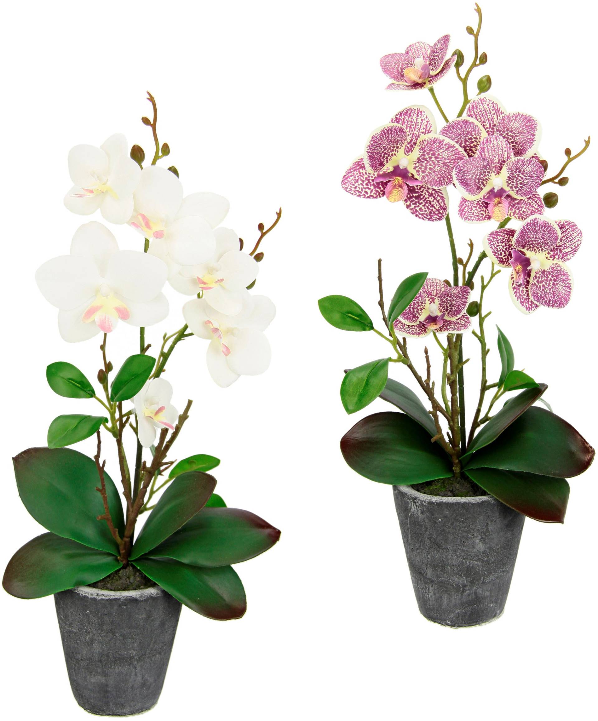 I.GE.A. Kunstpflanze »Orchidee«, Mit Blättern und Luftwurzeln, im Topf aus Keramik, 2er Set I.GE.A. Kunstpflanze »Orchidee«, Mit Blättern und Luftwurzeln, im Topf aus Keramik, 2er Set von I.GE.A.
