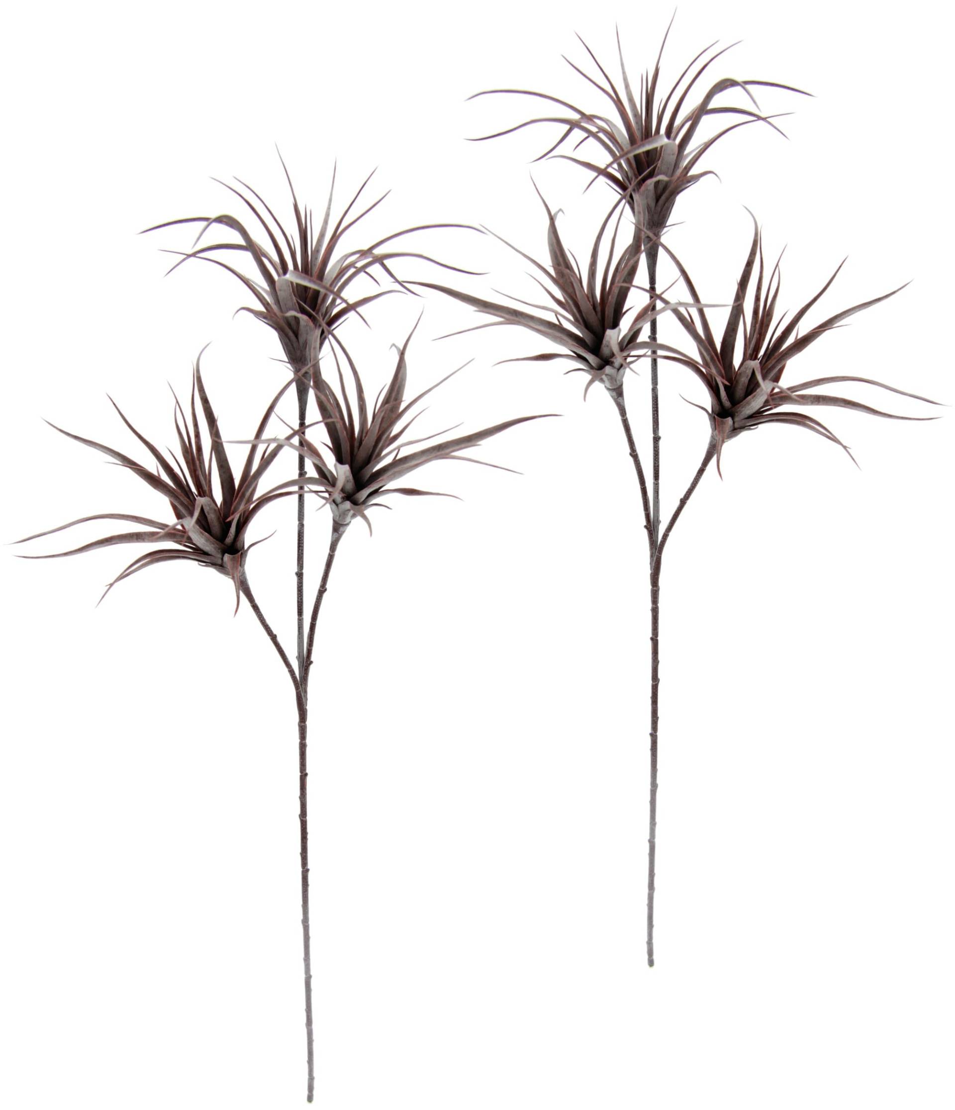 I.GE.A. Kunstpflanze »Tillandsia«, 2er Set I.GE.A. Kunstpflanze »Tillandsia«, 2er Set von I.GE.A.