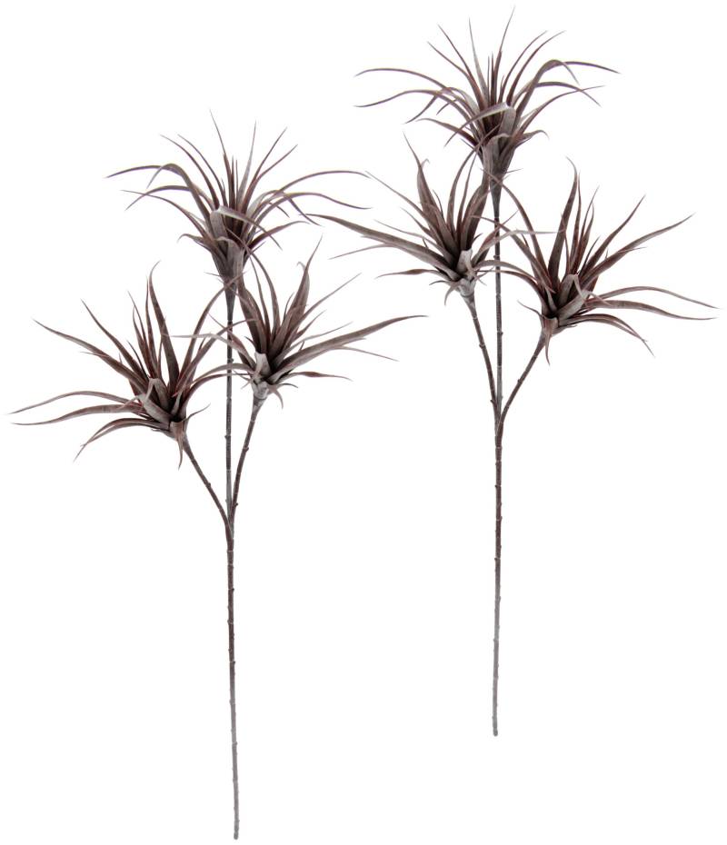 I.GE.A. Kunstpflanze »Tillandsia«, 2er Set von I.GE.A.