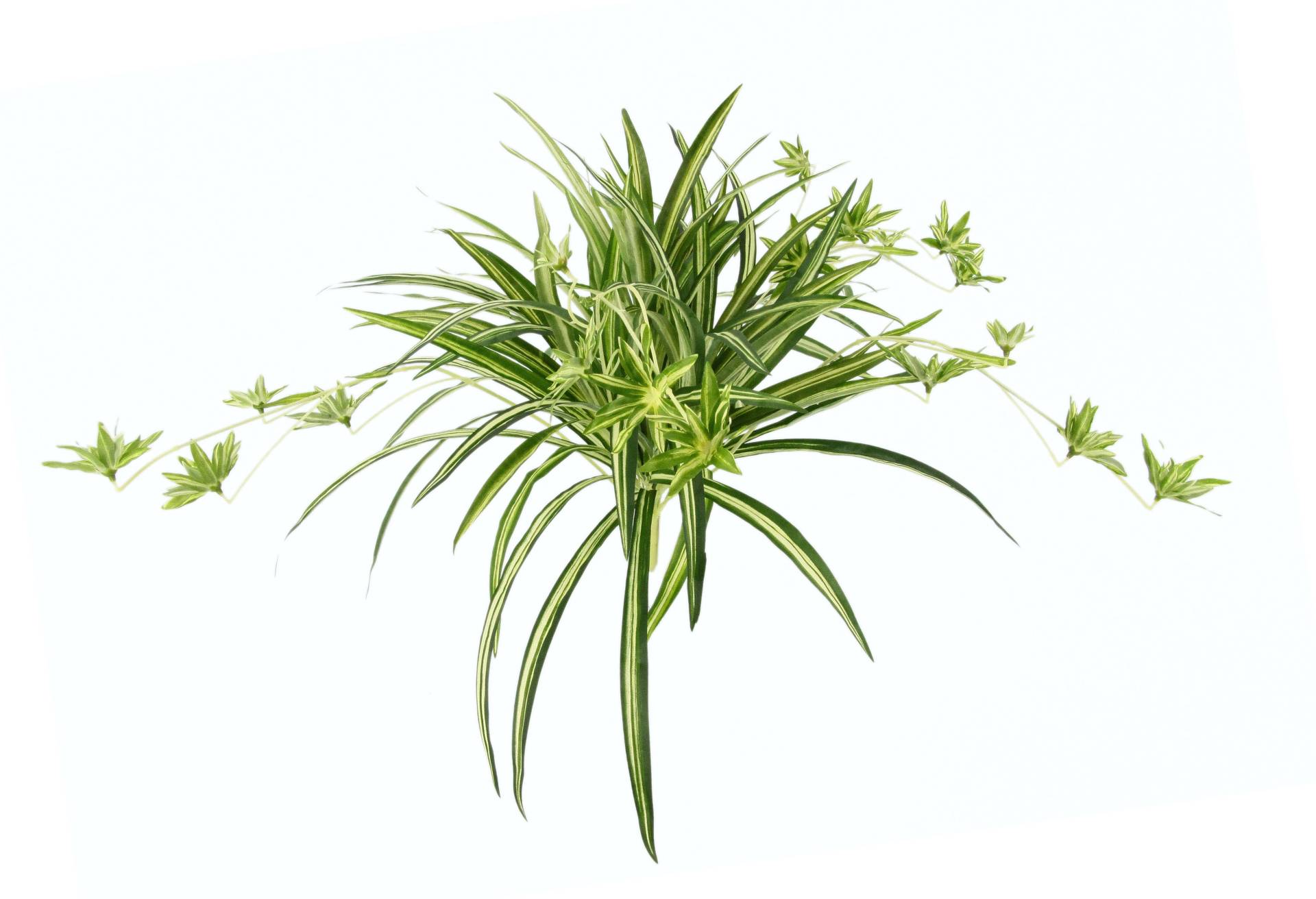 I.GE.A. Kunstpflanze »Wasserlilie« von I.GE.A.