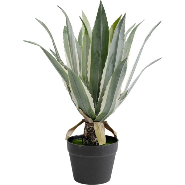 Deko Pflanze Agave 50 von KARE DESIGN