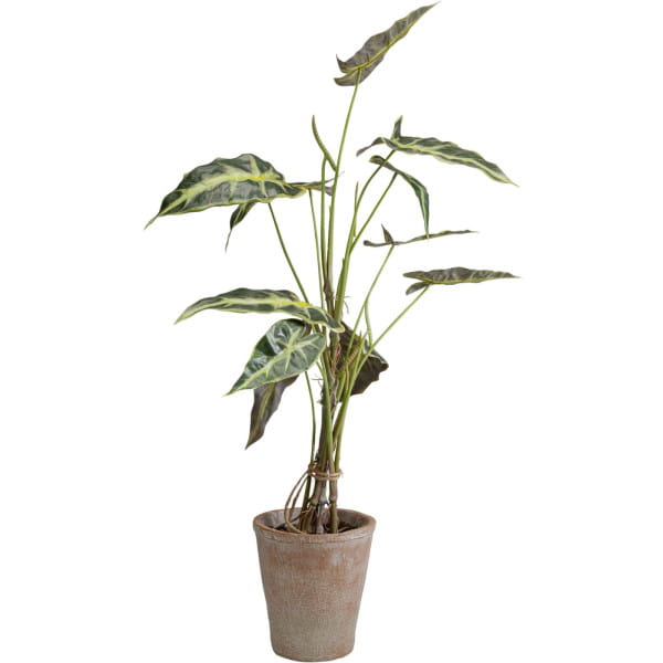 Deko Pflanze Alocasia 80 von KARE DESIGN