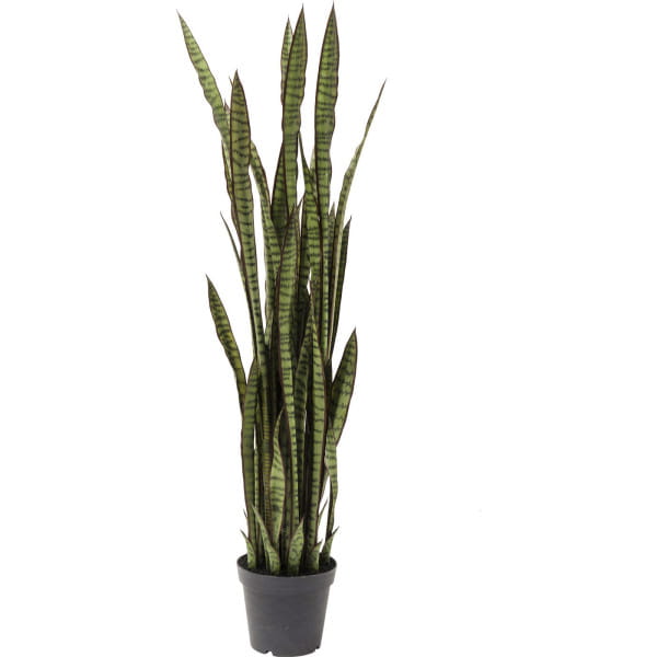 Deko Pflanze Sansewieria 155cm von KARE DESIGN