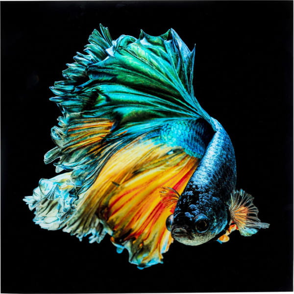 Glasbild Aqua Queen Fish 100x100 von KARE DESIGN