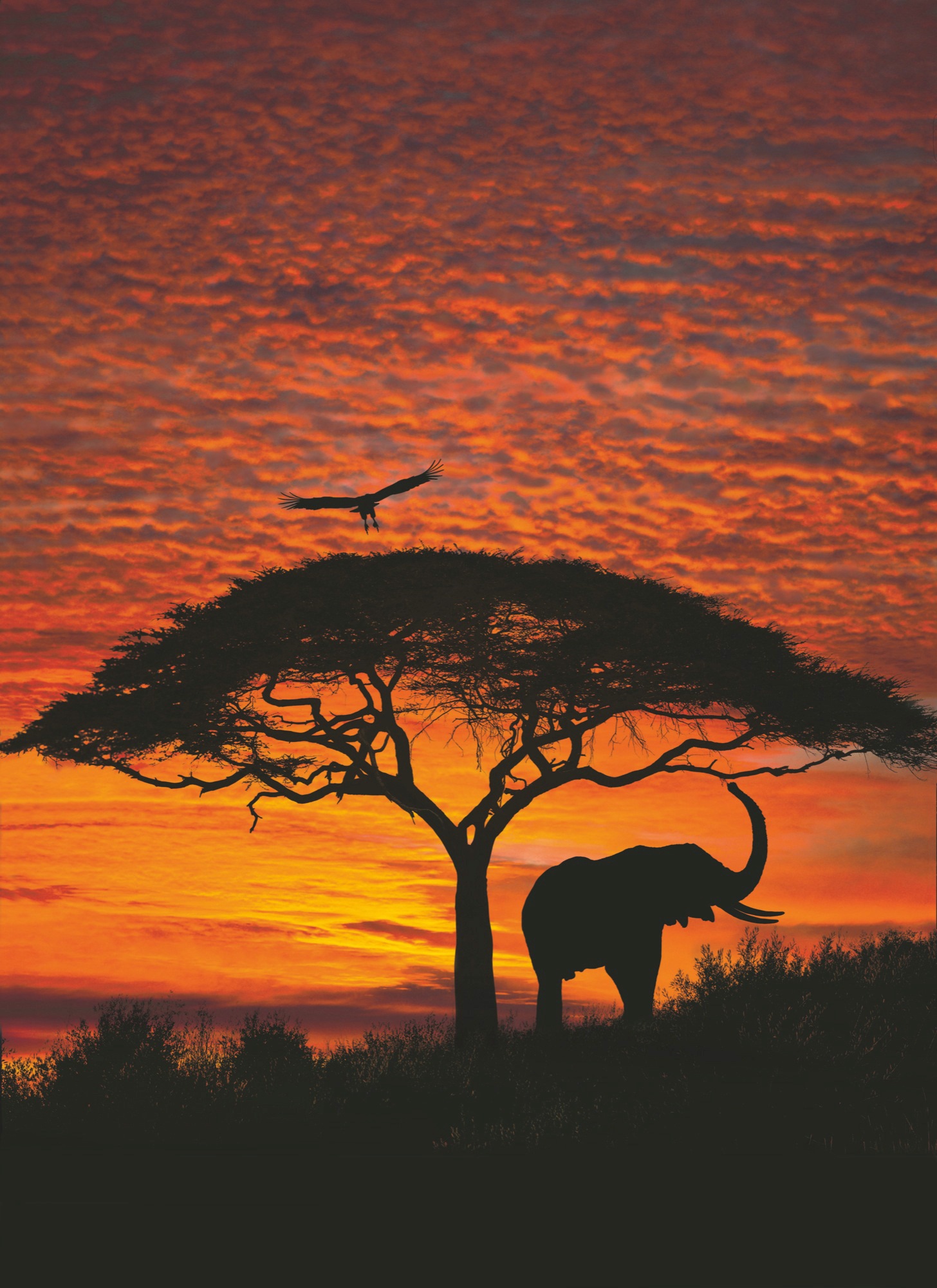 Komar Fototapete »African Sunset«, bedruckt-Wald von Komar