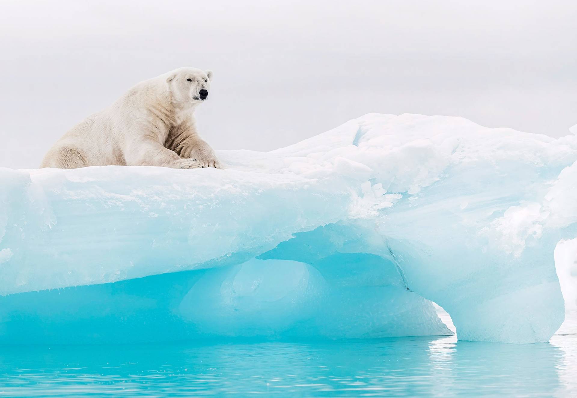Komar Fototapete »Arctic Polar Bear«, bedruckt-natürlich von Komar