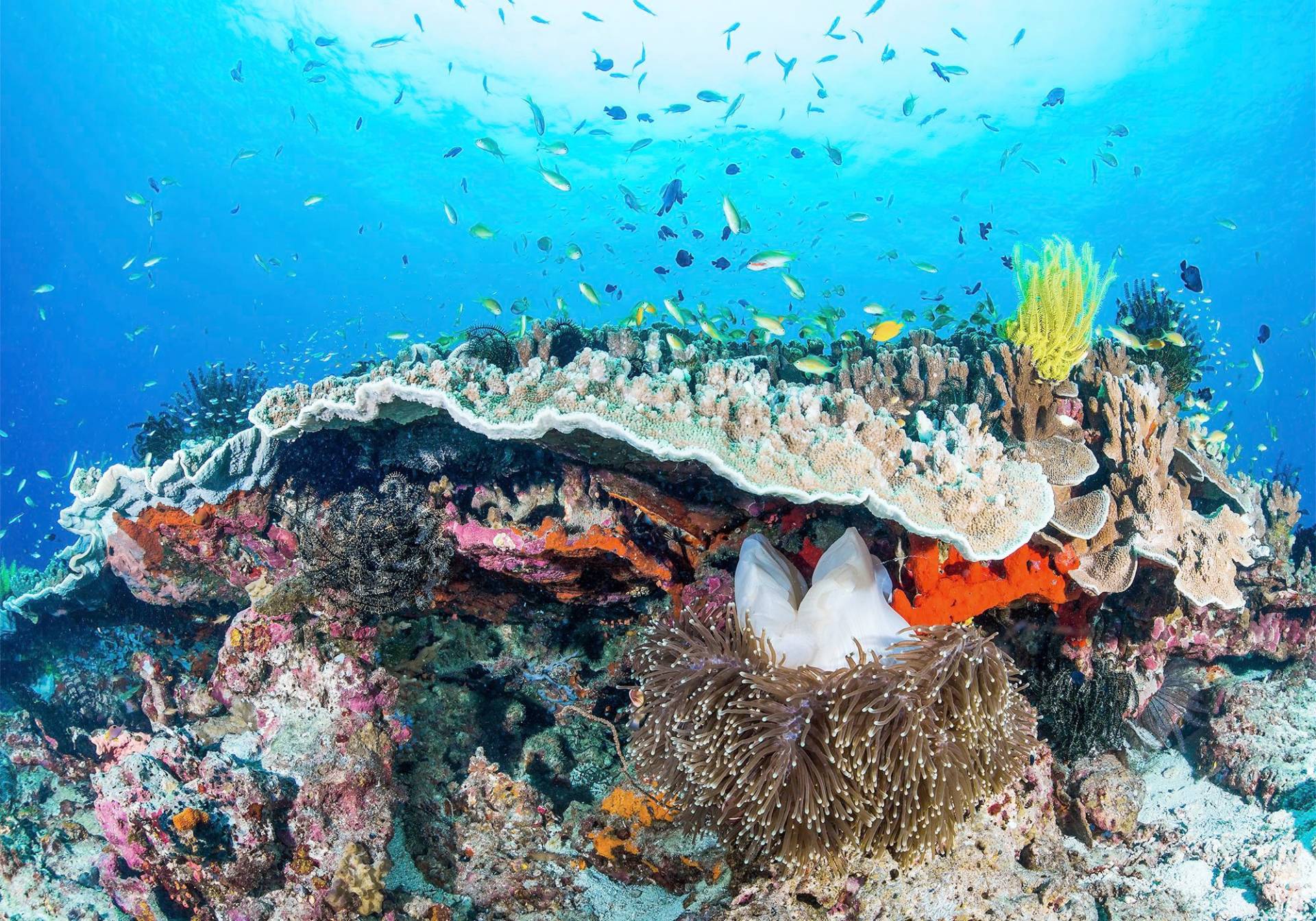Komar Fototapete »Coral Reef«, bedruckt-Comic-Retro-mehrfarbig von Komar