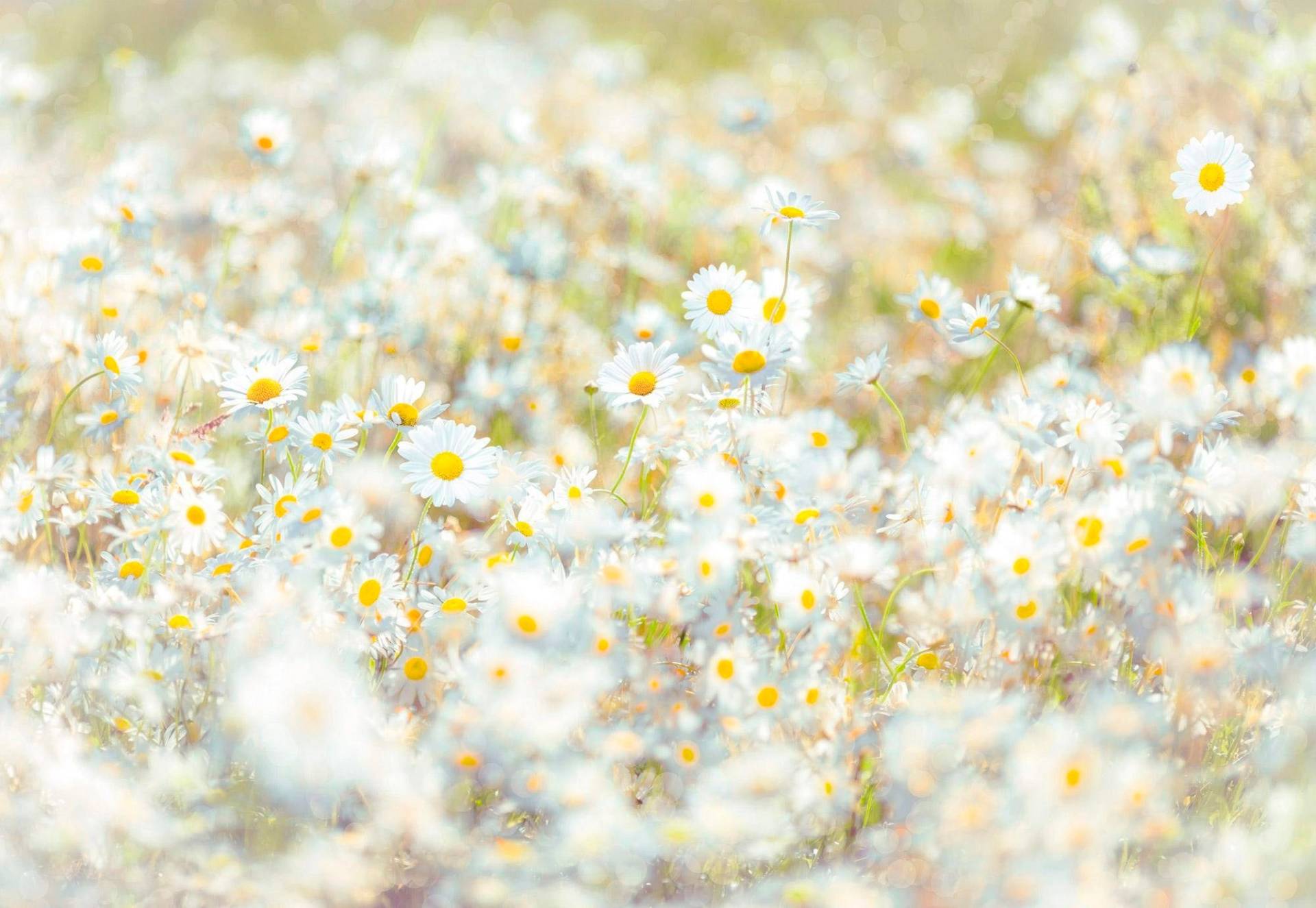 Komar Fototapete »Daisies« von Komar