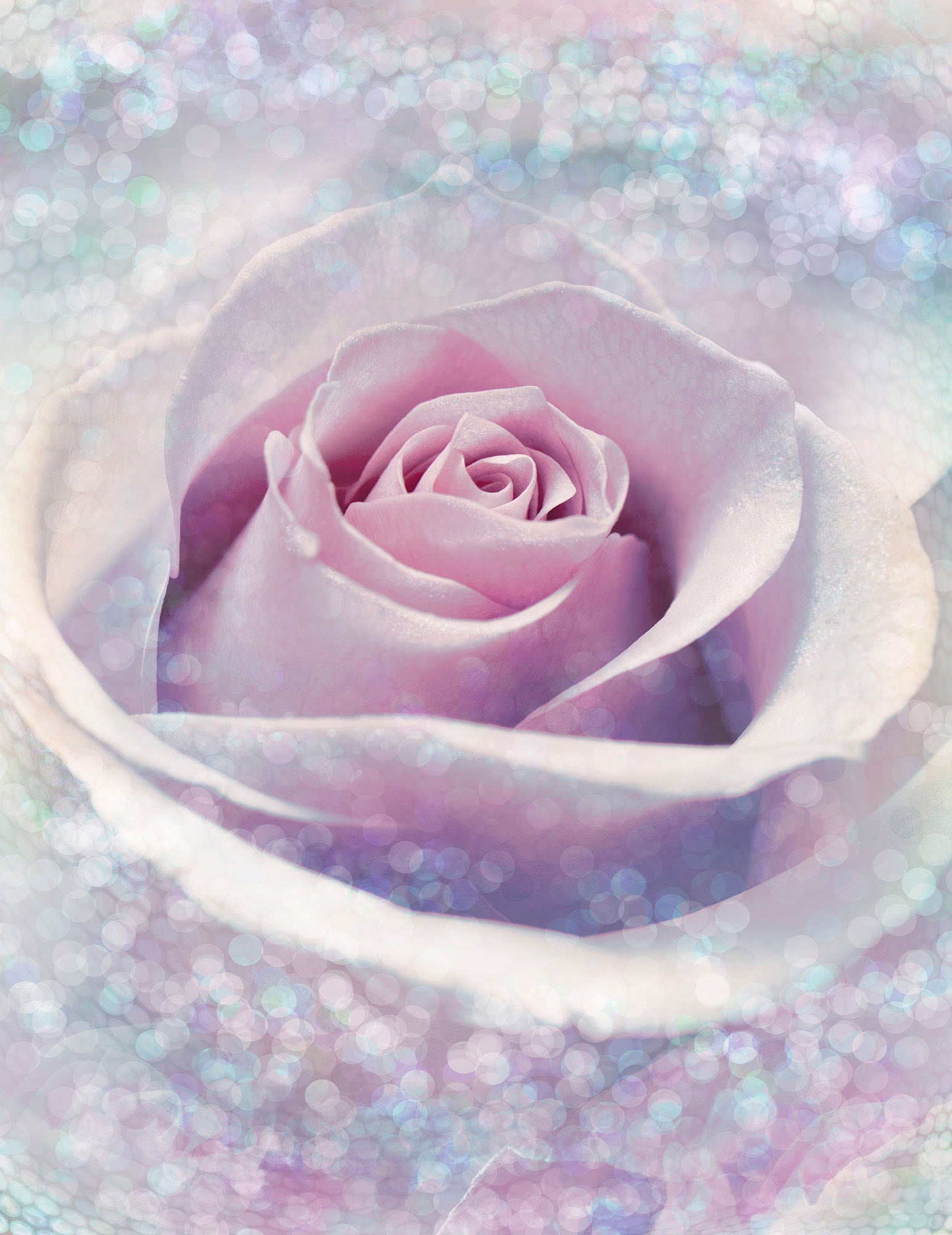 Komar Vliestapete »Digitaldruck Vlies - Delicate Rose - Grösse 200 x 260 cm«, bedruckt, Wohnzimmer, Schlafzimmer von Komar