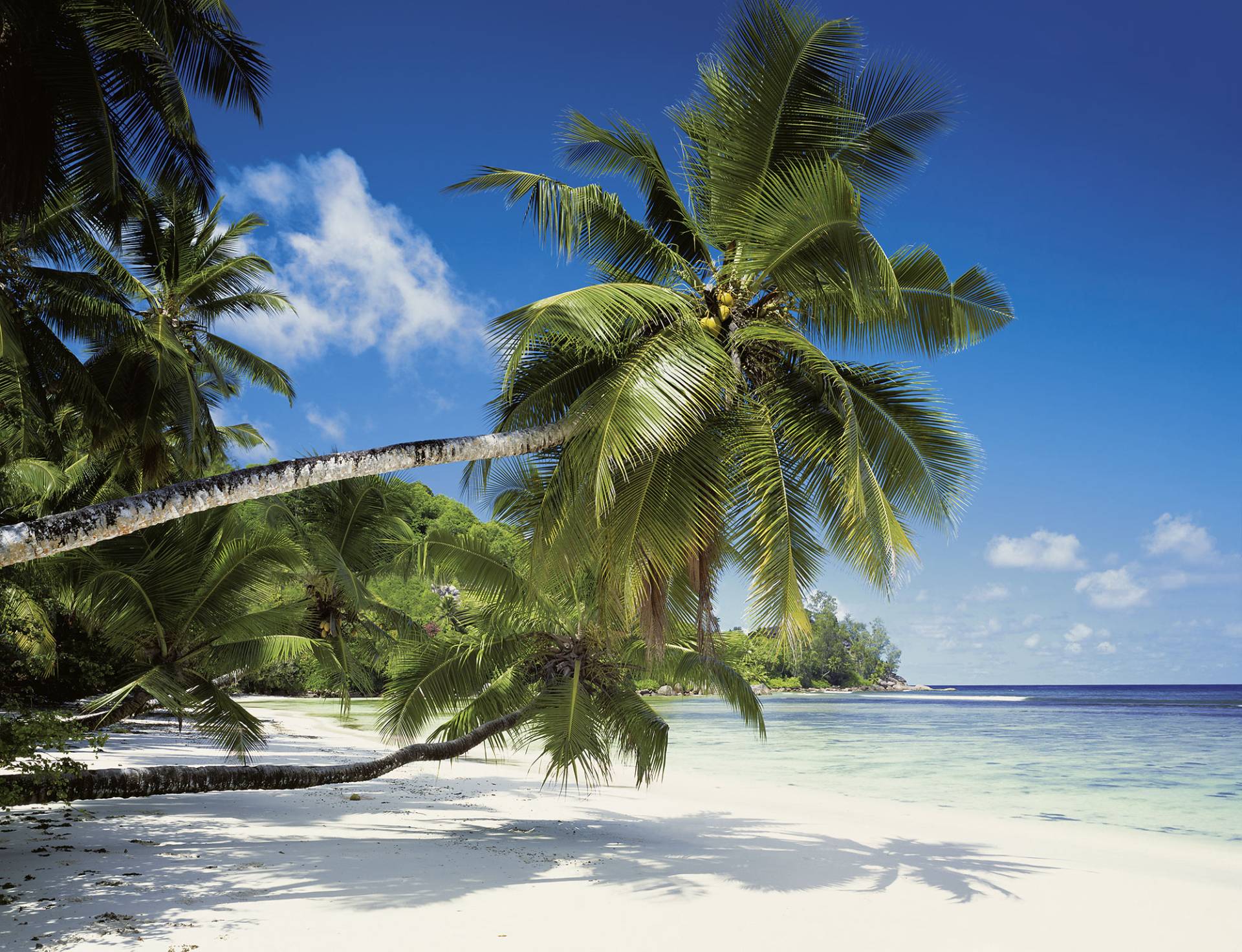 Komar Fototapete »Coconut Bay« von Komar