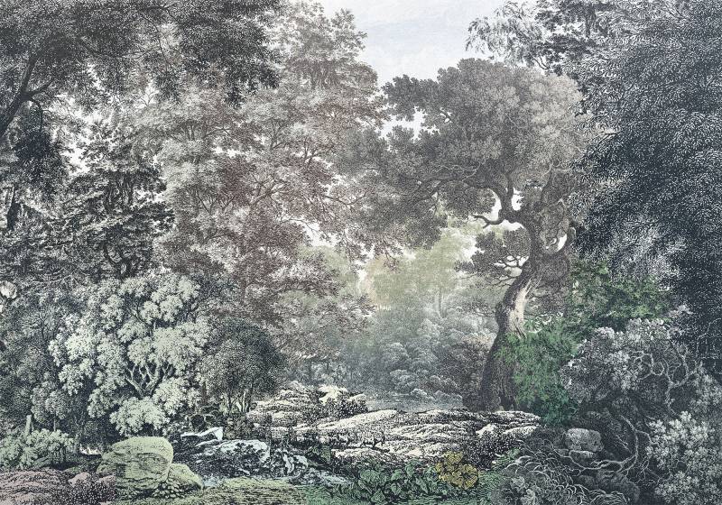 Komar Fototapete »Digitaldruck Vlies - Fairytale Forest - Grösse 400 x 280 cm«, bedruckt, Vlies Fototapete - Fairytale Forest - Grösse 400 x 280 cm von Komar
