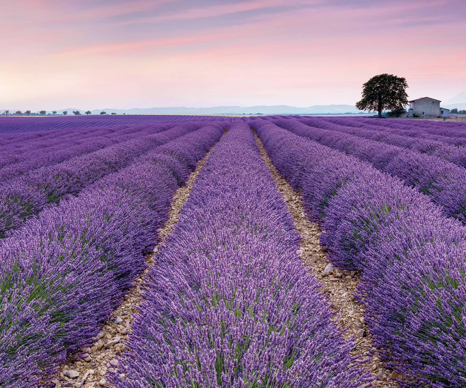 Komar Fototapete »Digitaldruck Vlies - Provence - Grösse 300 x 250 cm«, bedruckt, Wohnzimmer, Schlafzimmer Komar Fototapete »Digitaldruck Vlies - Provence - Grösse 300 x 250 cm«, bedruckt, Wohnzimmer, Schlafzimmer von Komar