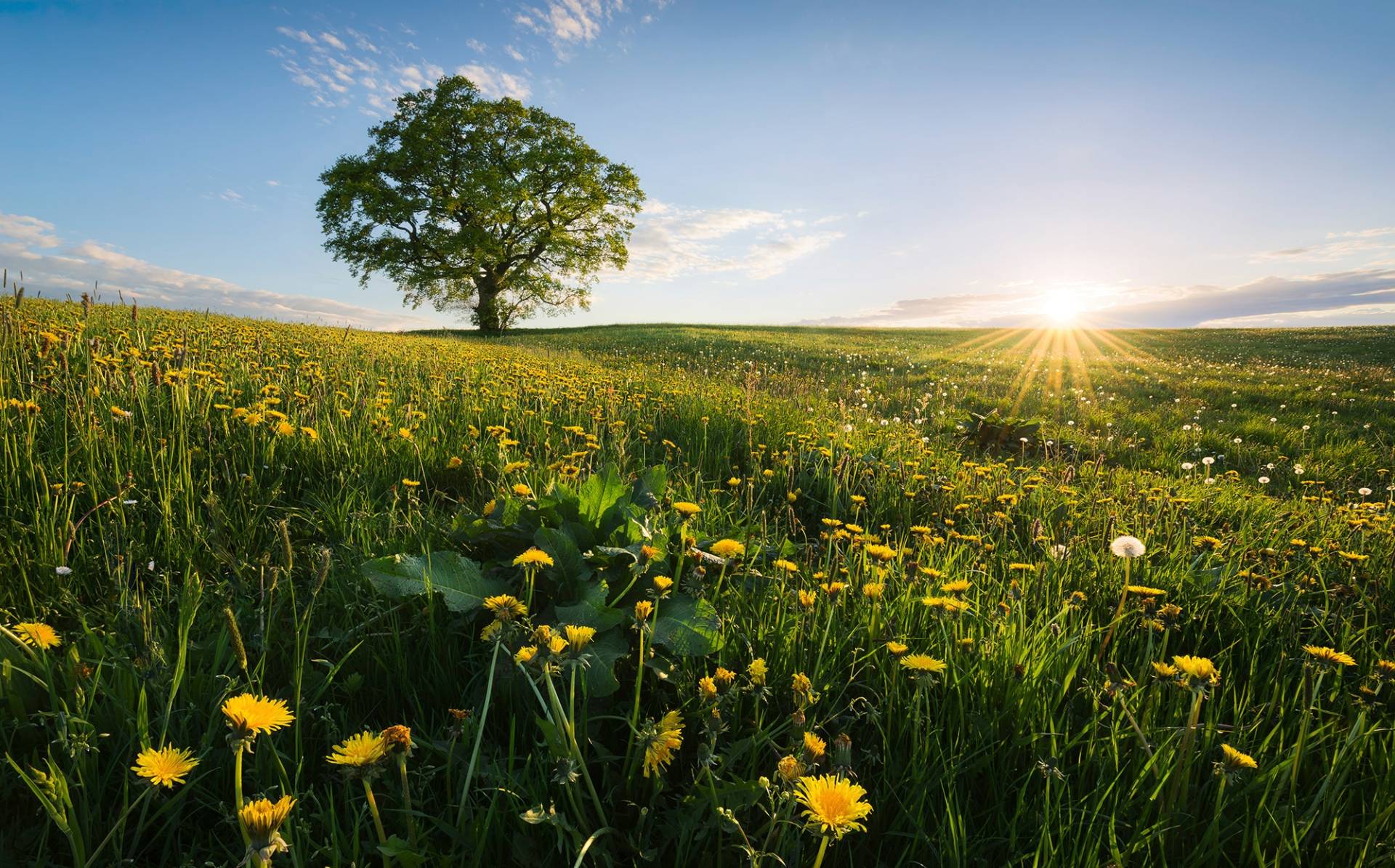 Komar Vliestapete »Frühling auf dem Land« von Komar