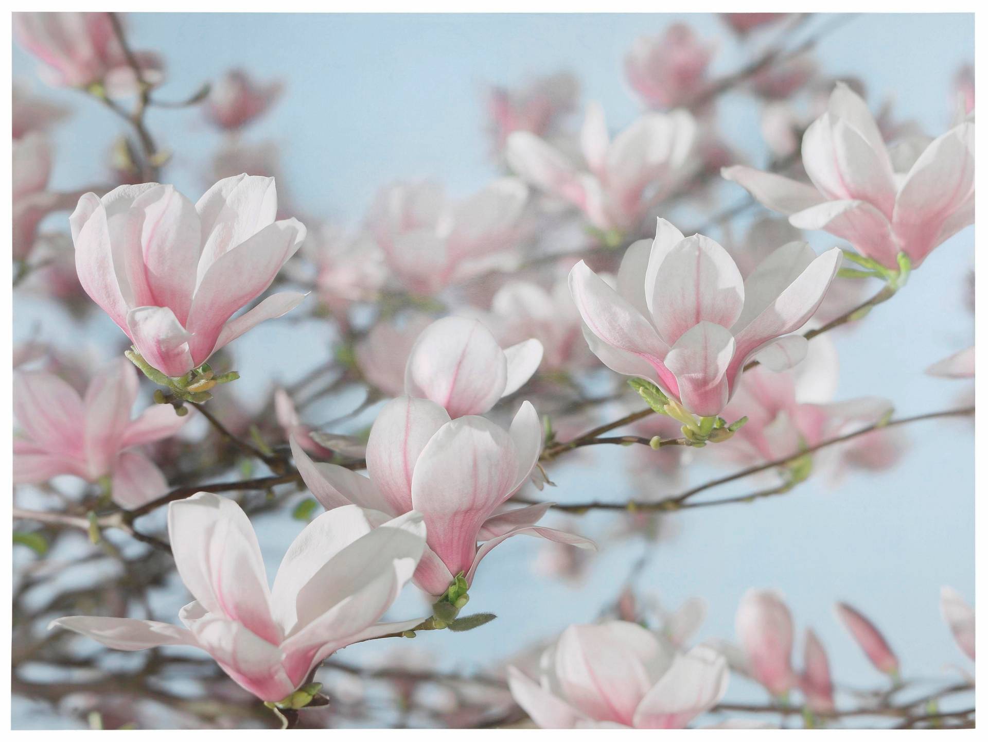 Komar Fototapete »Magnolia« von Komar