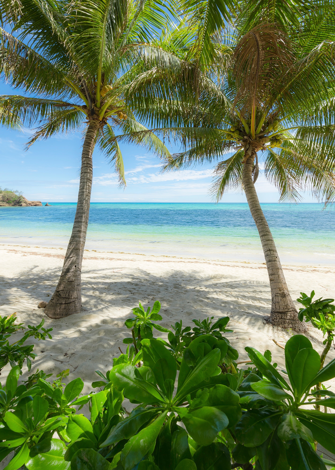 Komar Vliestapete »Palmy Beach« von Komar