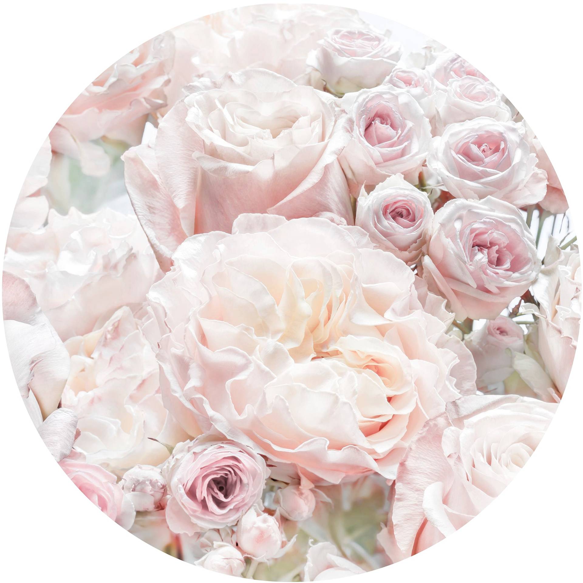 Komar Fototapete »Pink and Cream Roses« von Komar