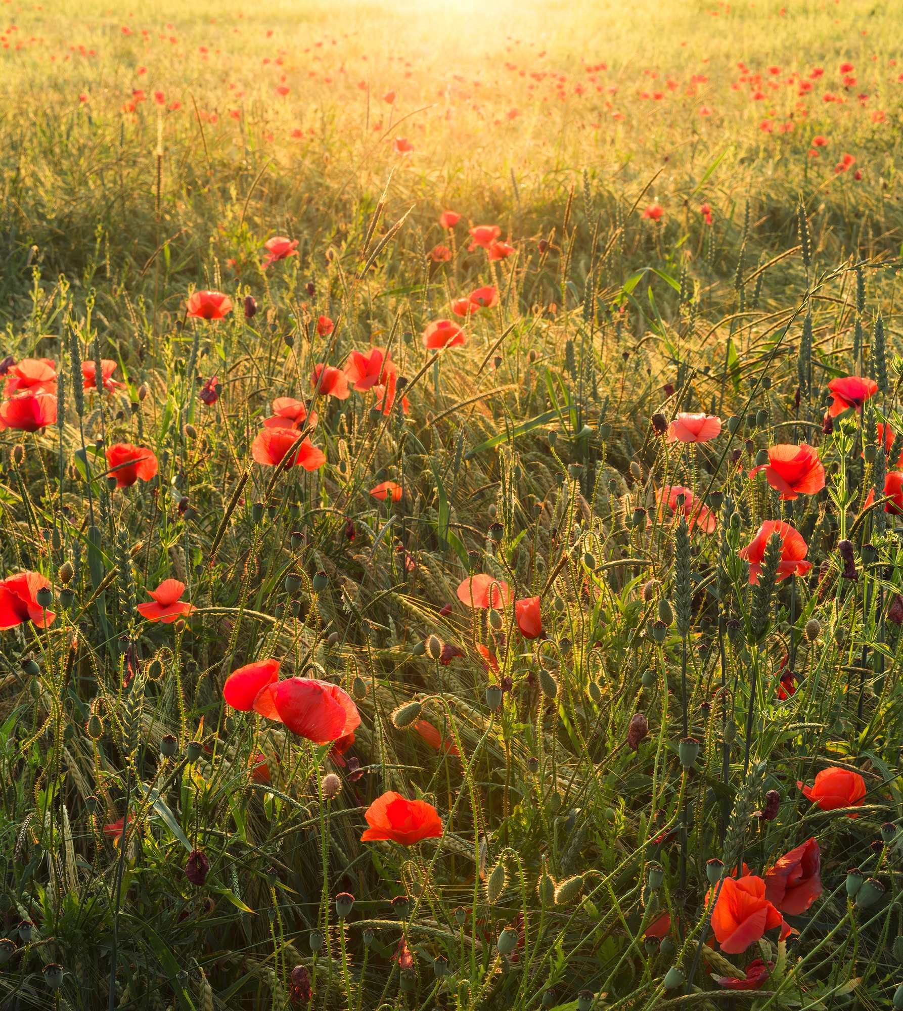 Komar Vliestapete »Digitaldruck Vlies - Poppy World - Grösse 250 x 280 cm«, bedruckt, Wohnzimmer, Schlafzimmer Komar Vliestapete »Digitaldruck Vlies - Poppy World - Grösse 250 x 280 cm«, bedruckt, Wohnzimmer, Schlafzimmer von Komar