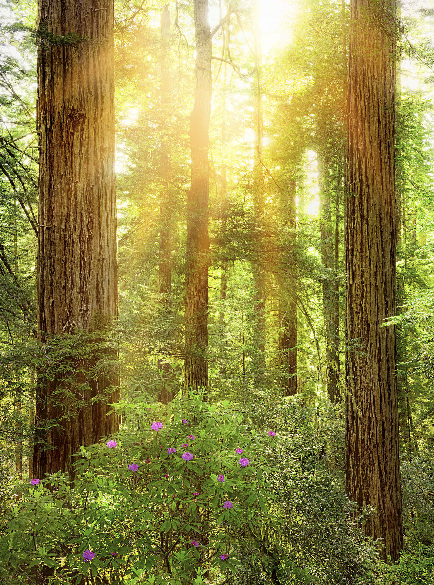 Komar Vliestapete »Digitaldruck Vlies - Redwood - Grösse 200 x 260 cm«, bedruckt, Wohnzimmer, Schlafzimmer von Komar