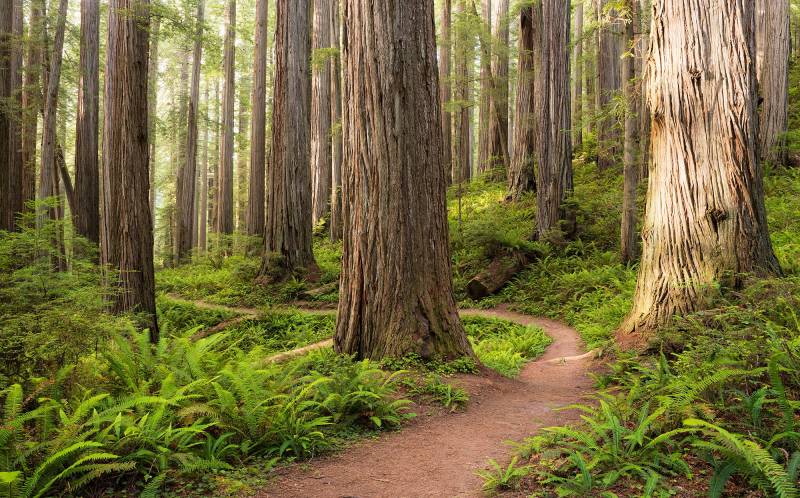 Komar Vliestapete »Digitaldruck Vlies - Redwood Trail - Grösse 450 x 280 cm«, bedruckt, Wohnzimmer, Schlafzimmer von Komar