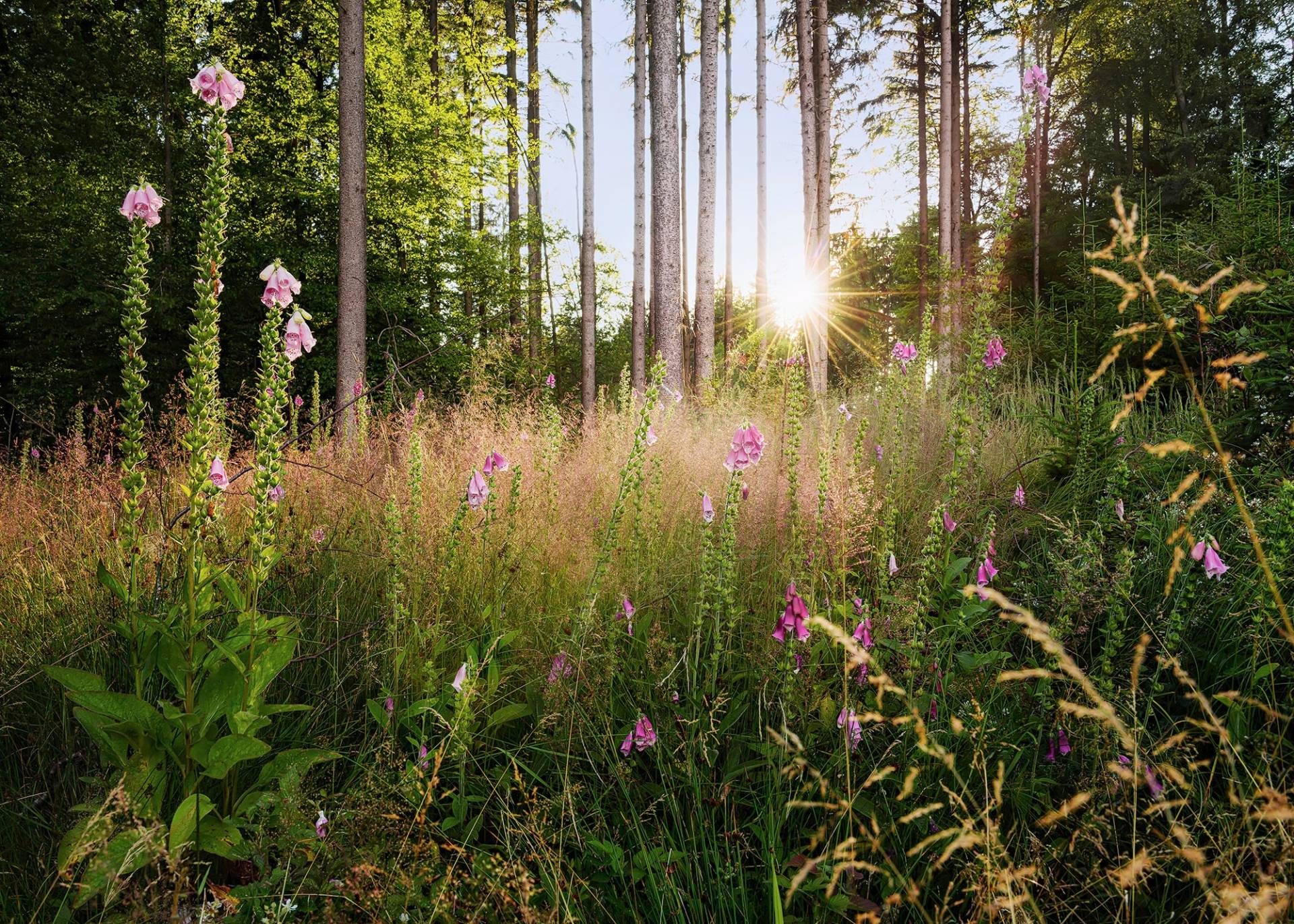 Komar Vliestapete »Summer Glade« von Komar