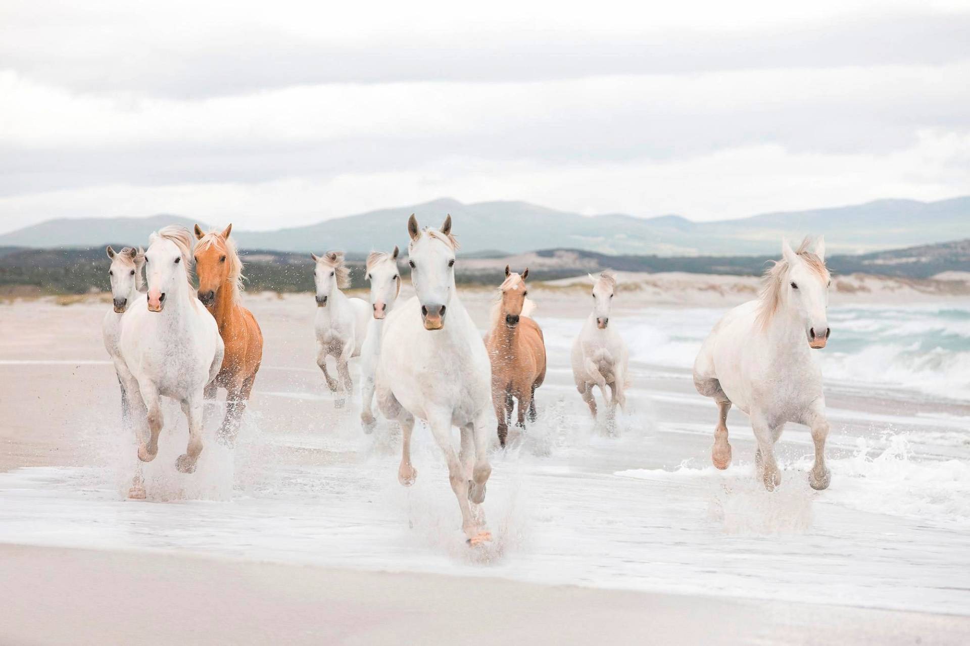 Komar Fototapete »White Horses« von Komar