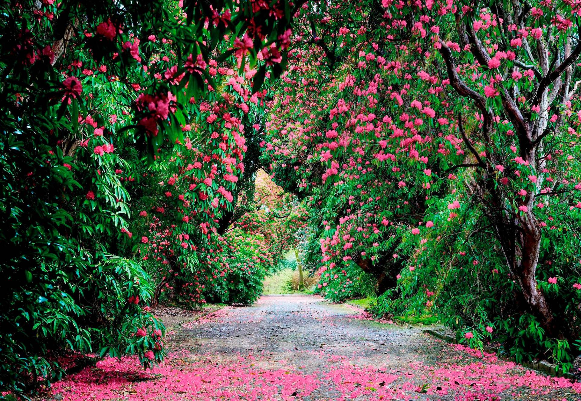 Komar Fototapete »Wicklow Park« von Komar