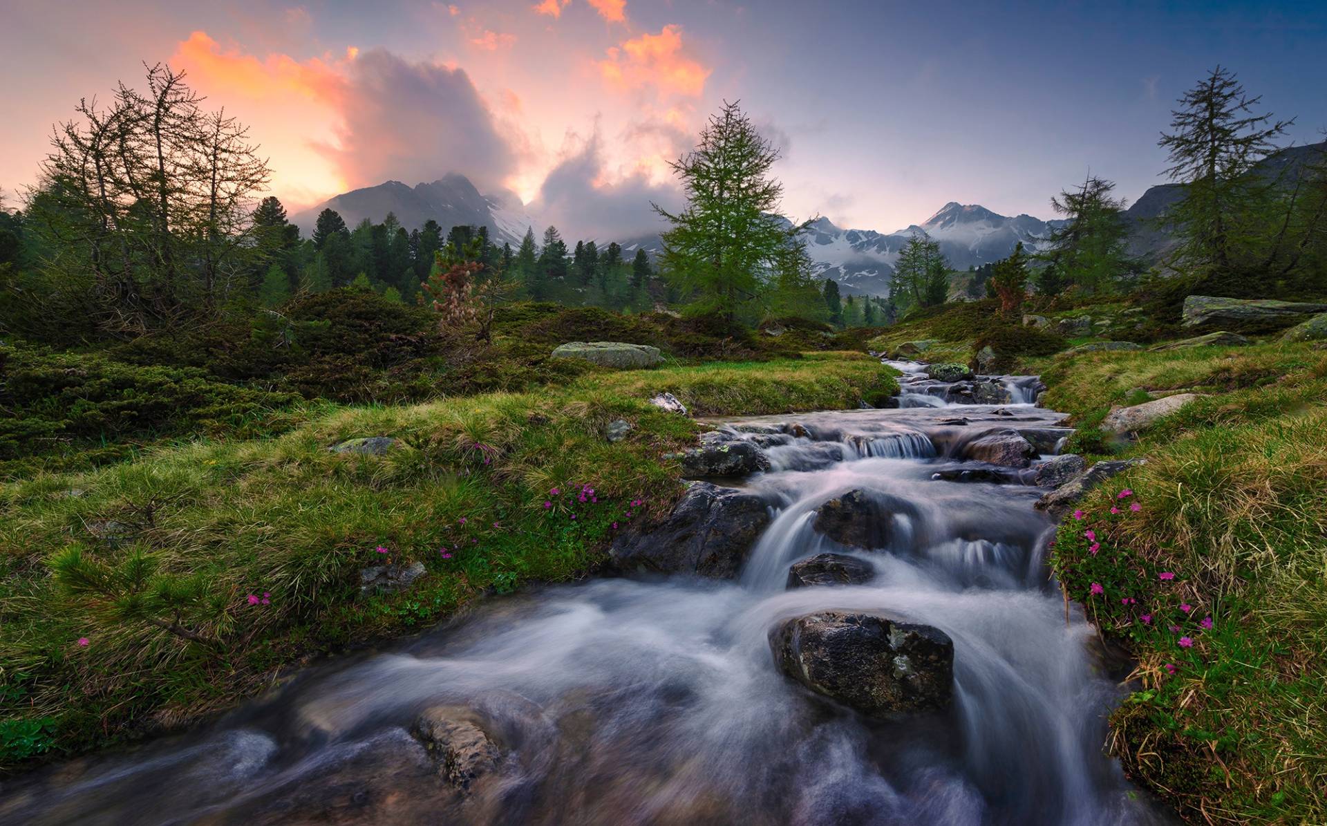 Komar Vliestapete »Wild Paradise« von Komar