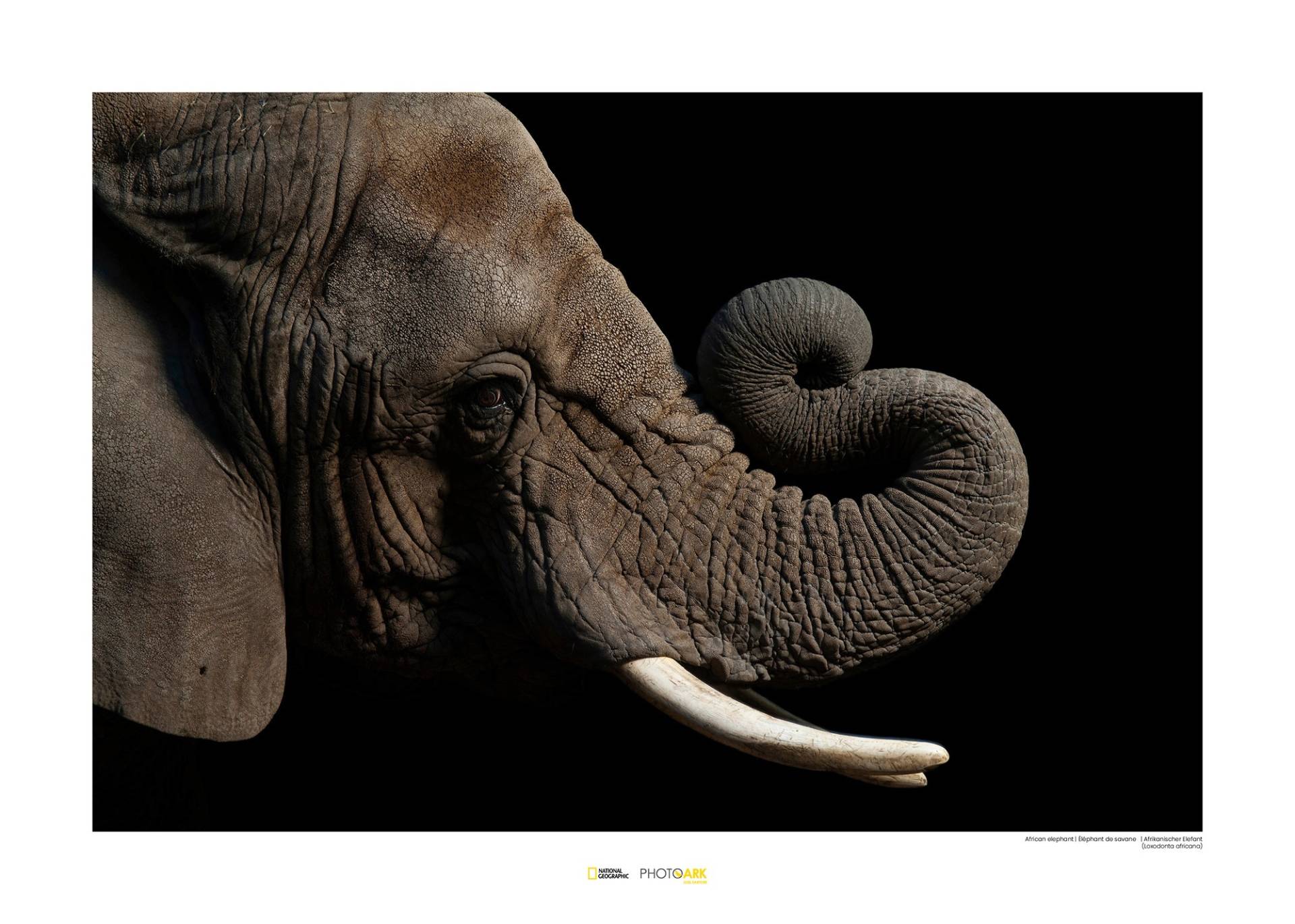 Komar Poster »African Elephant«, Tiere von Komar