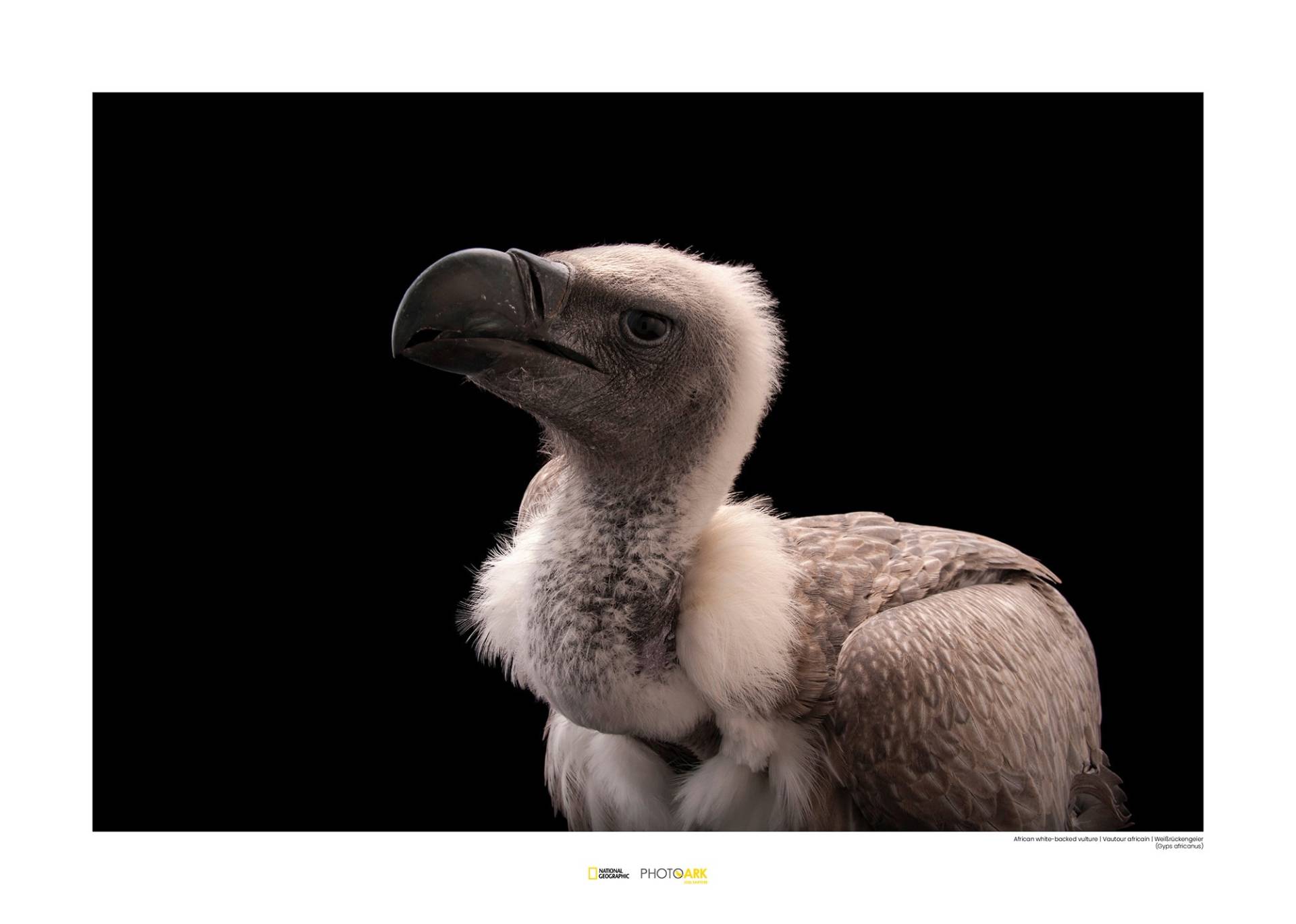 Komar Poster »African White-backed Vulture«, Tiere von Komar