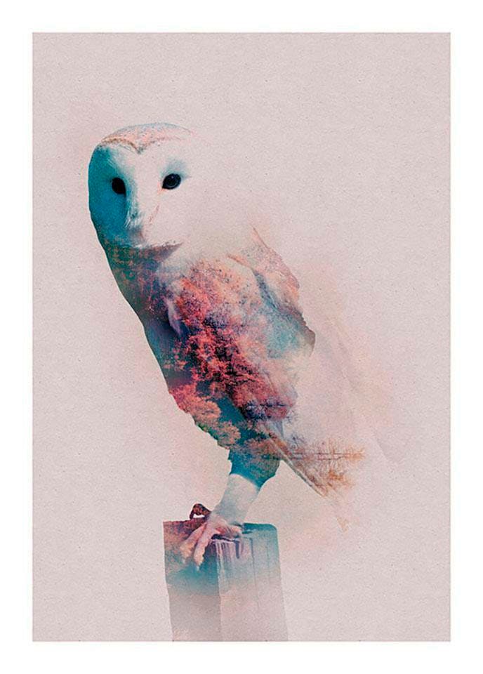 Komar Poster »Animals Forest Owl«, Tiere, (1 St.) von Komar