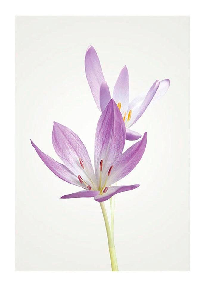 Komar Poster »Autumn Crocus«, Blumen, (1 St.) von Komar