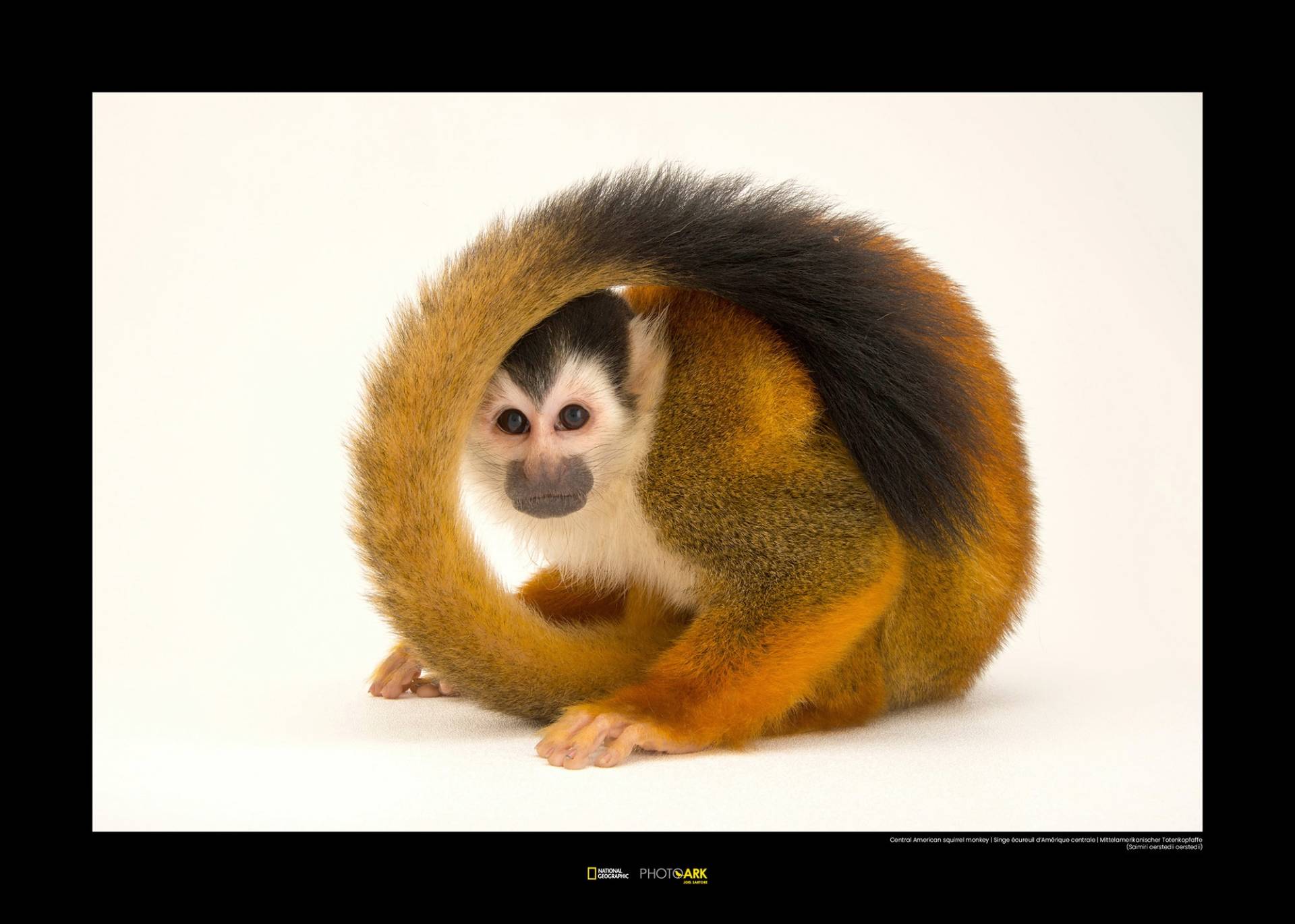 Komar Poster »Central American Squirrel Monkey«, Tiere von Komar