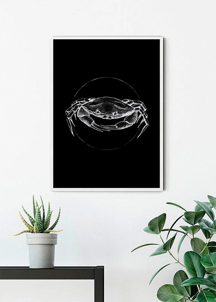 Komar Bild »Crab Black«, Tiere, (1 St.), Wandbild zur Dekoration - ohne Rahmen Komar Bild »Crab Black«, Tiere, (1 St.), Wandbild zur Dekoration - ohne Rahmen von Komar