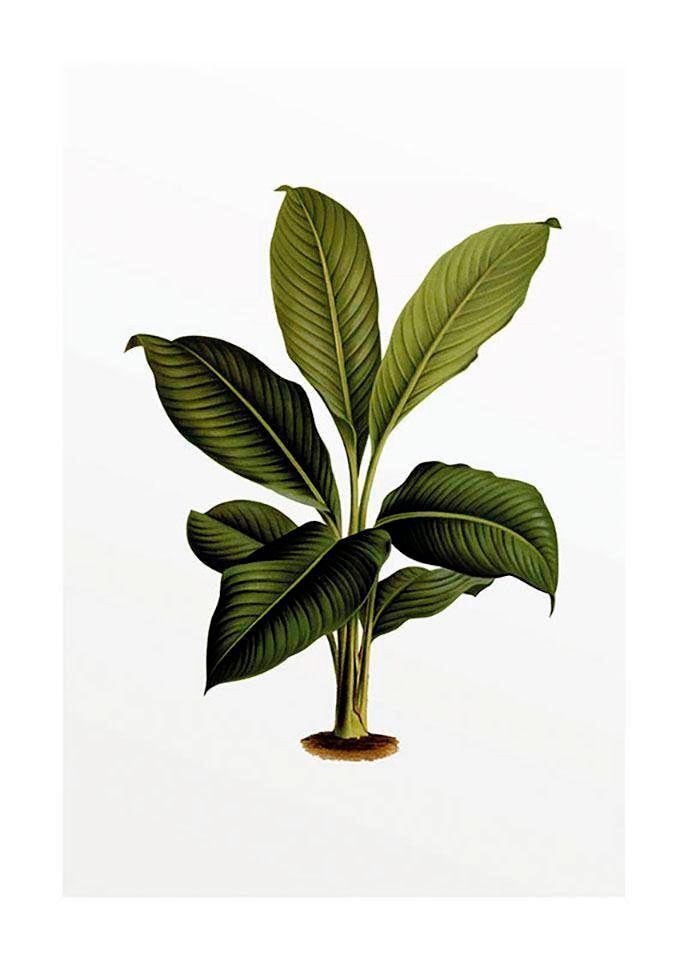 Komar Poster »Elastica Leaf«, Pflanzen-Blätter, (1 St.), Kinderzimmer, Schlafzimmer, Wohnzimmer von Komar