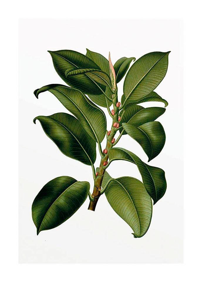 Komar Bild »Elastica Tree«, Pflanzen-Blätter, (1 St.), Wandbild zur Dekoration - ohne Rahmen Komar Bild »Elastica Tree«, Pflanzen-Blätter, (1 St.), Wandbild zur Dekoration - ohne Rahmen von Komar