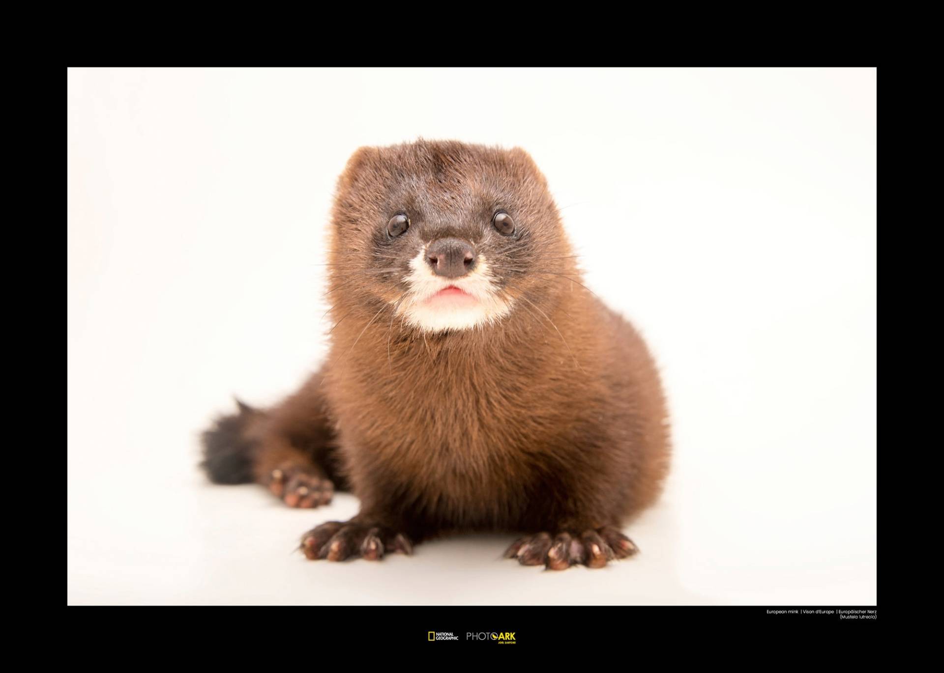 Komar Poster »European Mink«, Tiere von Komar