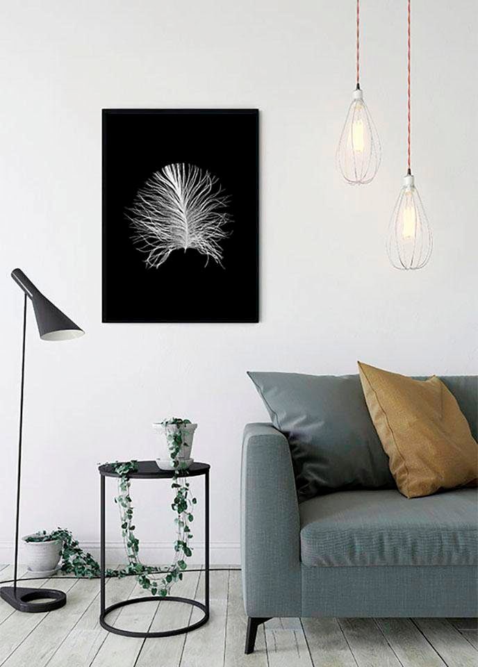 Komar Poster »Feather Black«, Federn, (1 St.) von Komar